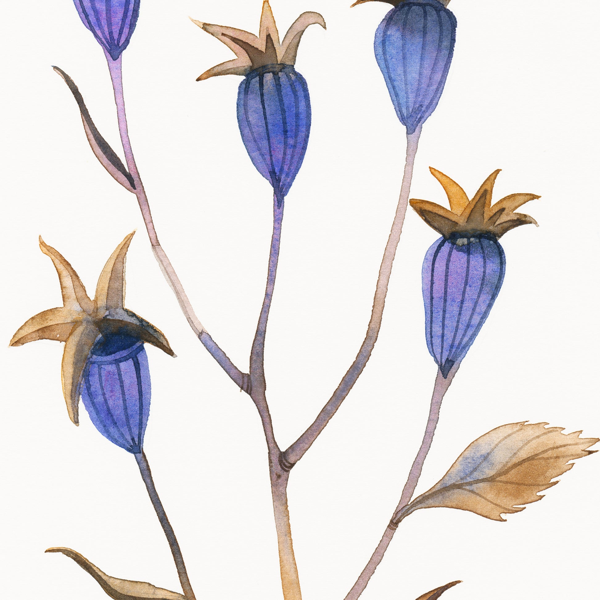 Details of a dried balloon flower plant watercolor painting