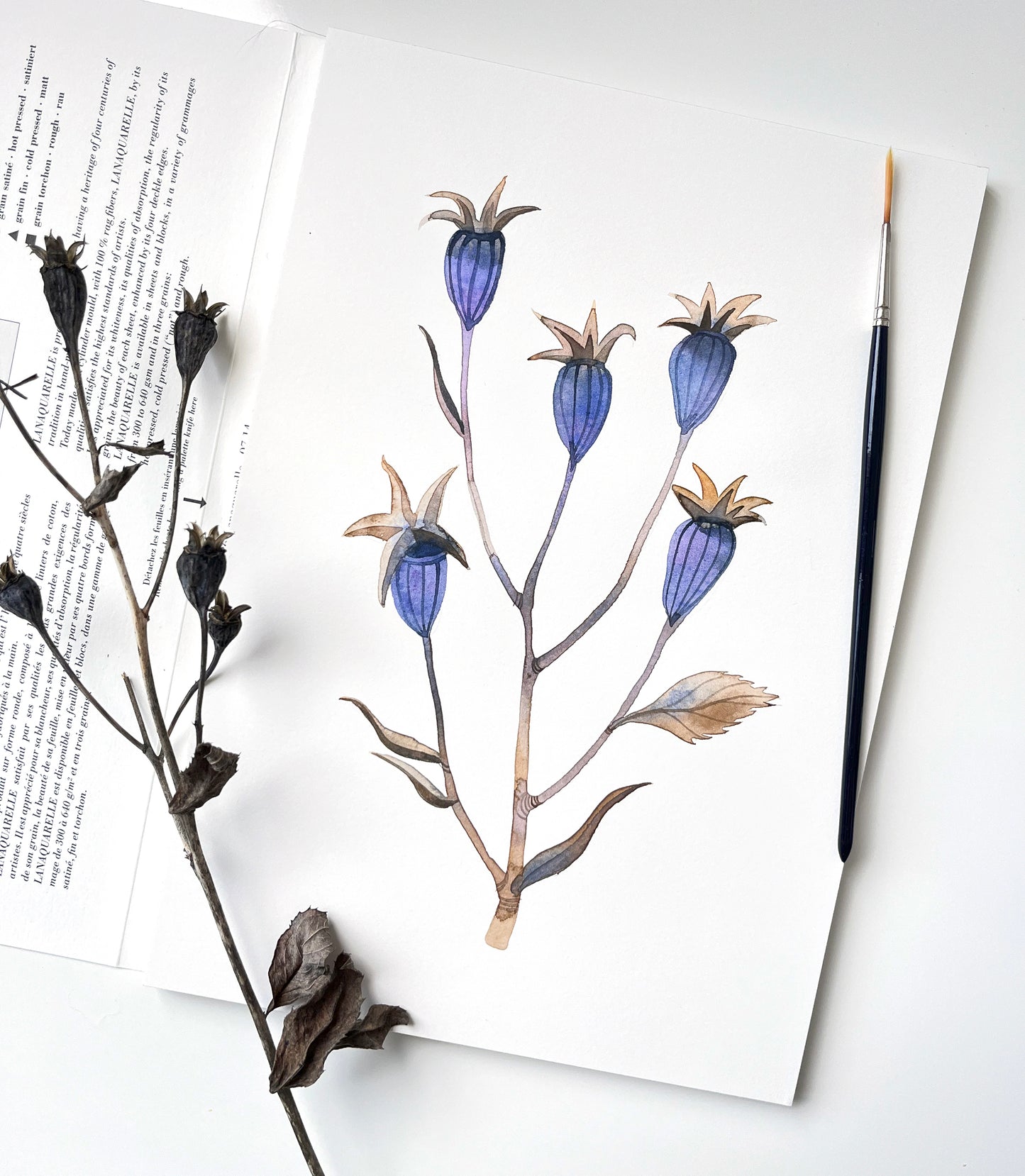 Original watercolor painting of a dried balloon flower plant, accompanied by plant itself and a paintbrush