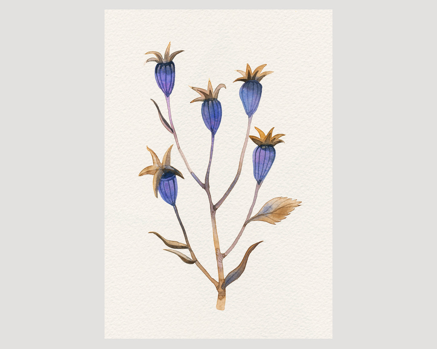 A botanical watercolor art print featuring dried balloon flower plant.