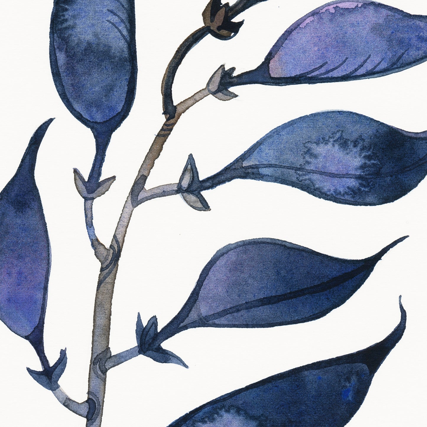 Detail of a dried longbract wild indigo plant watercolor painting