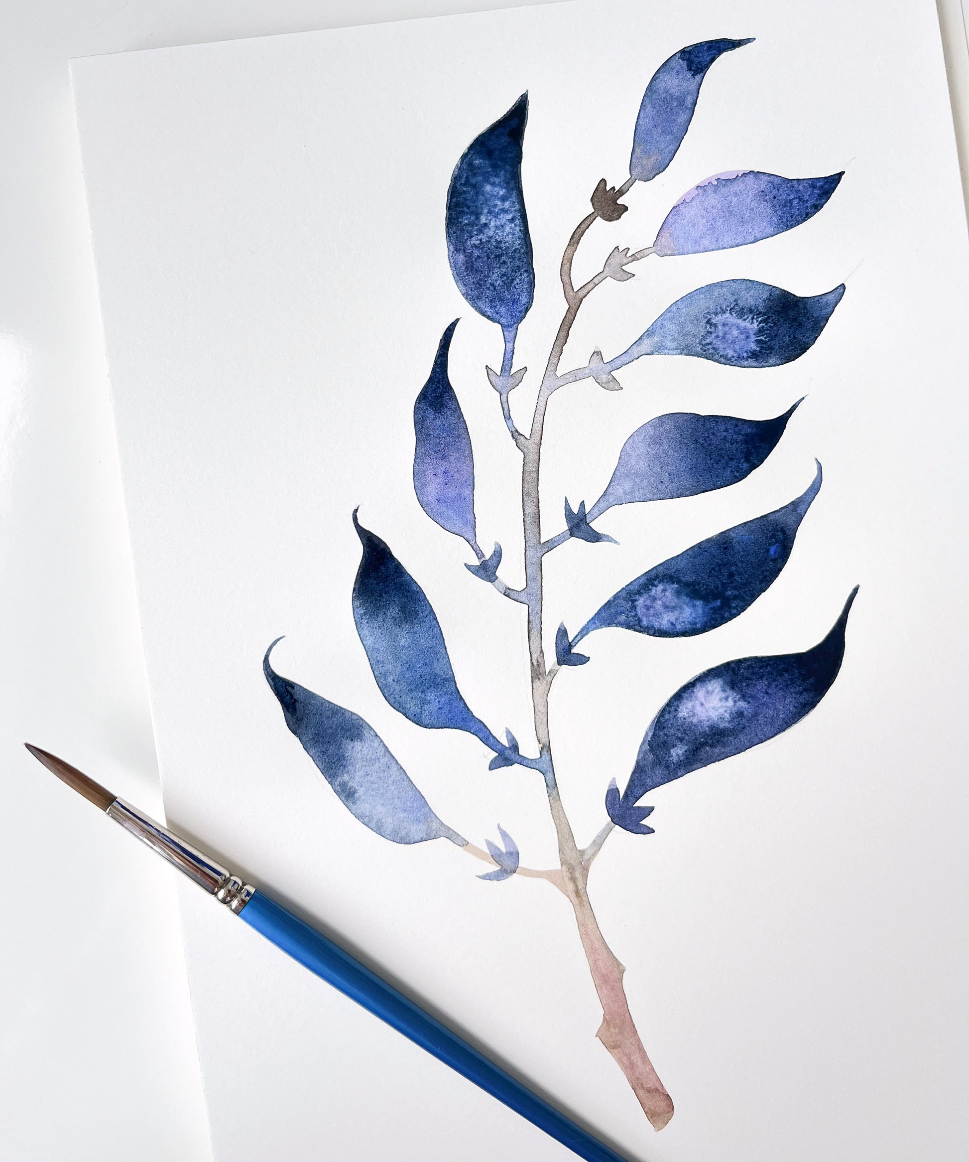 Botanical watercolor study of a dried longbract wild indigo plant in progress