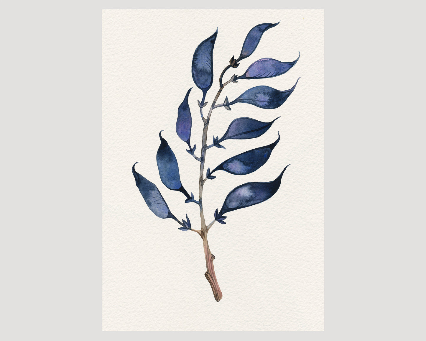 Dried longbract wild indigo plant watercolor print