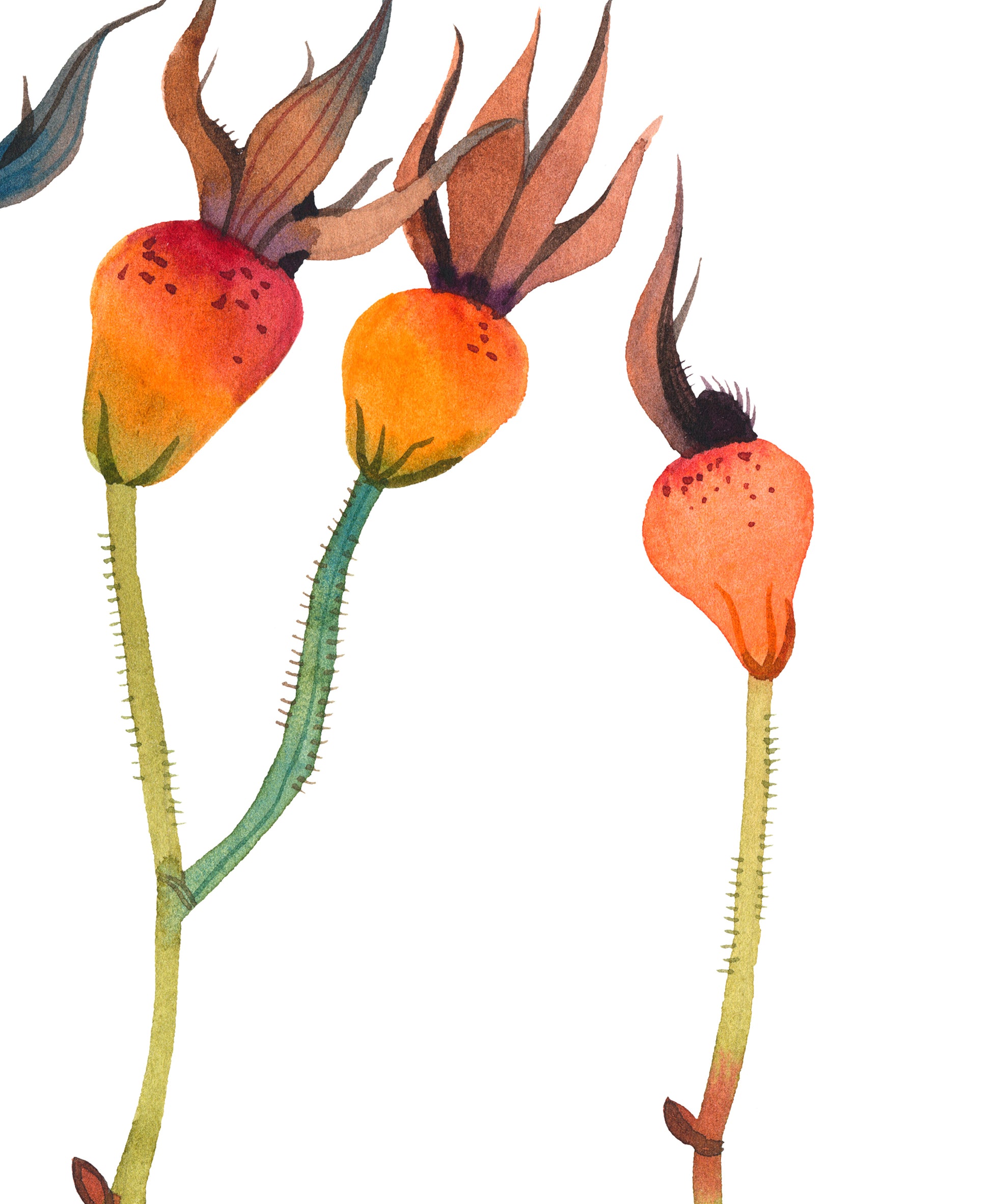 Close-up of a watercolor study featuring orange dried rose hips with green stems