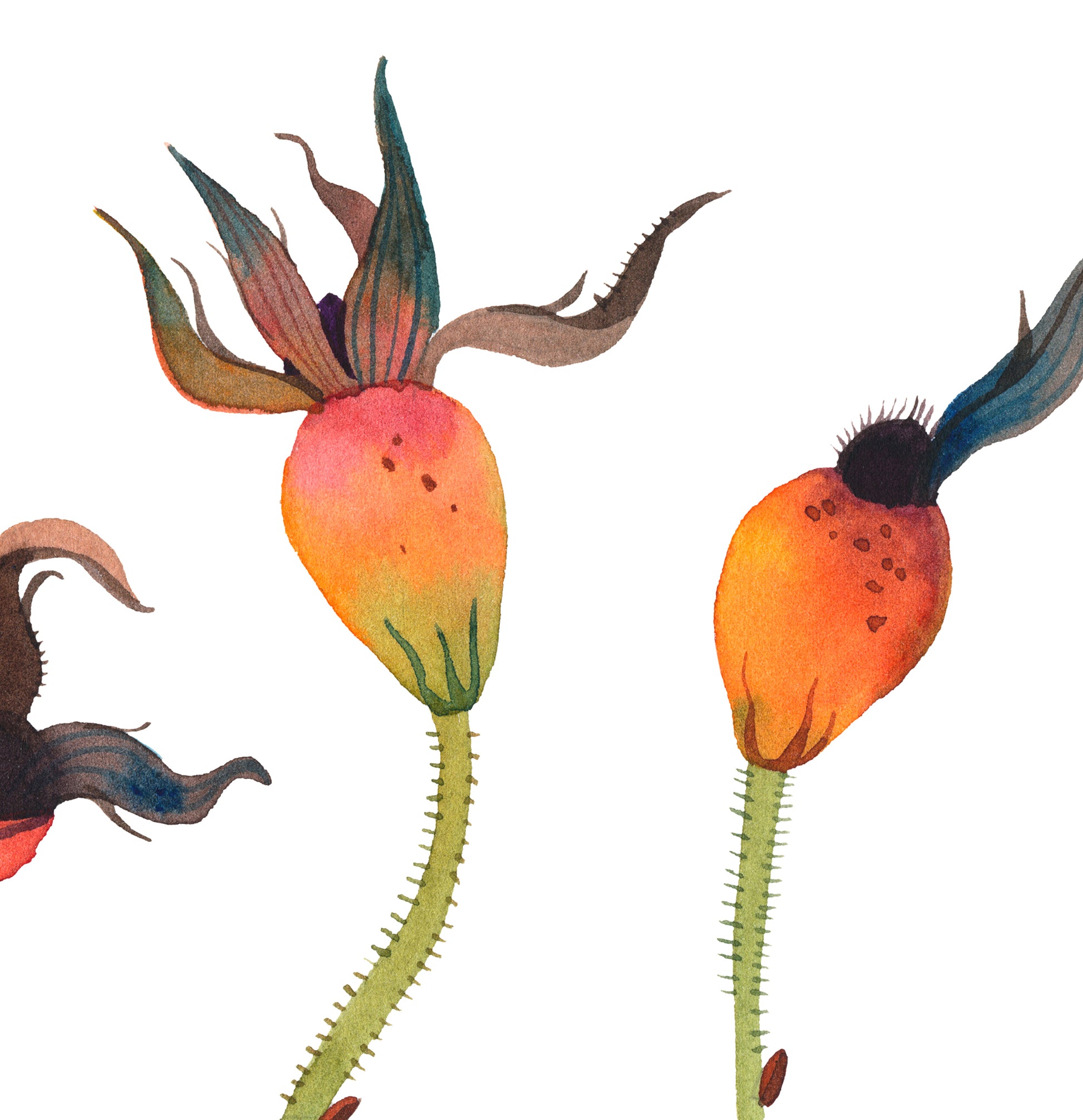 Detail of a botanical watercolor study featuring orange dried rose hips with green stems