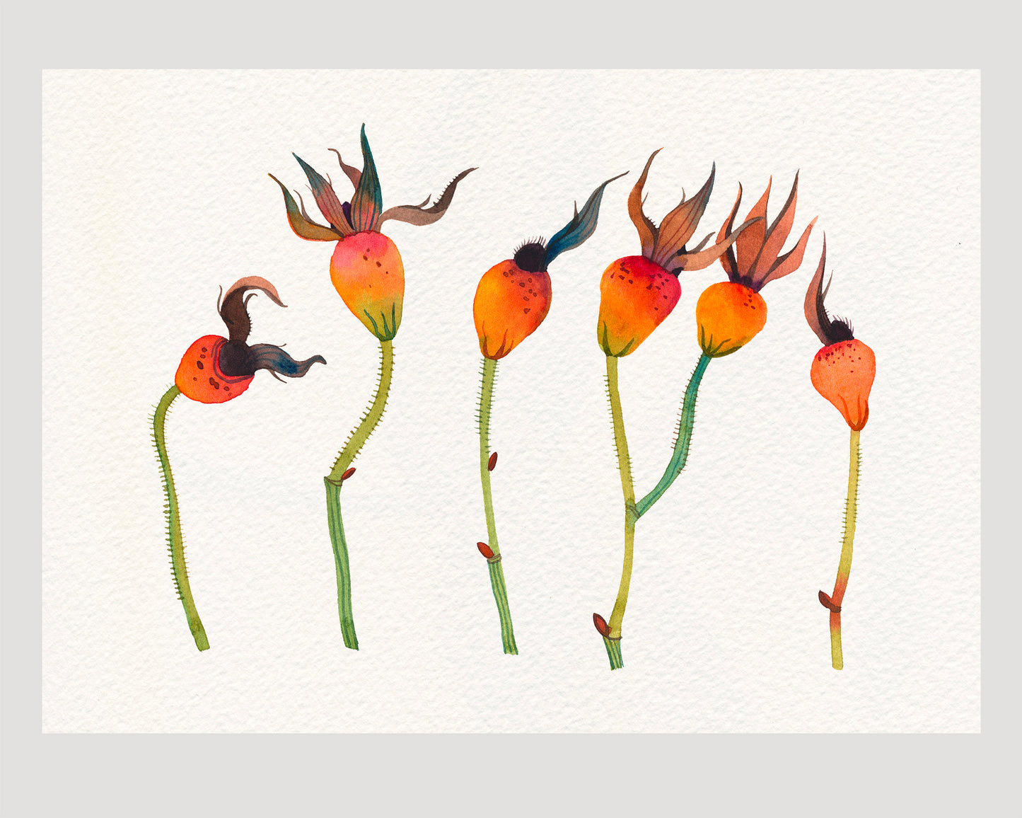 A botanical watercolor artwork showing five orange dried rose hips with green stems.