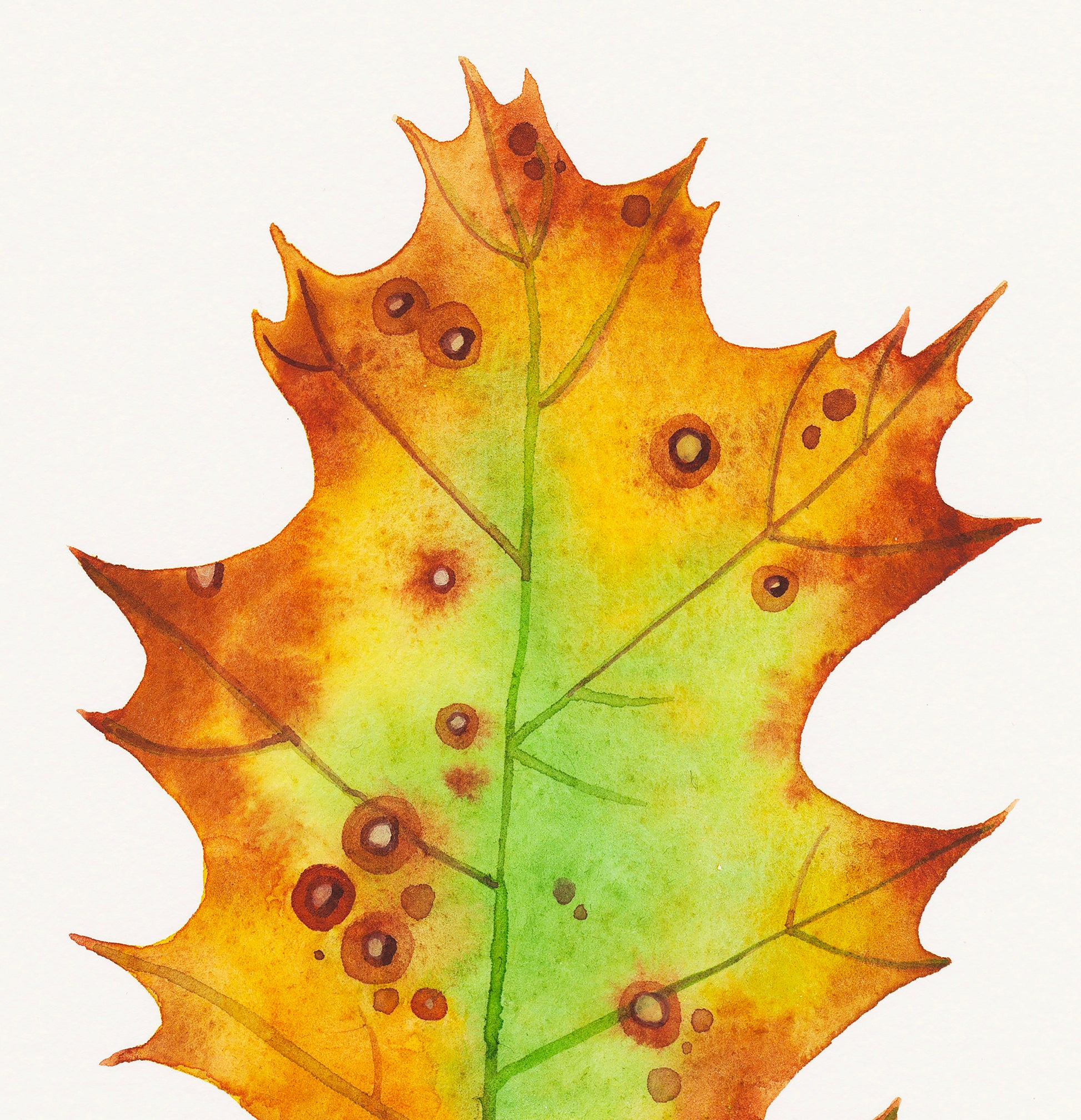 Close-up of a watercolor painting of a dried oak leaf with a mix of green, yellow, and brown colors, featuring detailed natural patterns and veins.