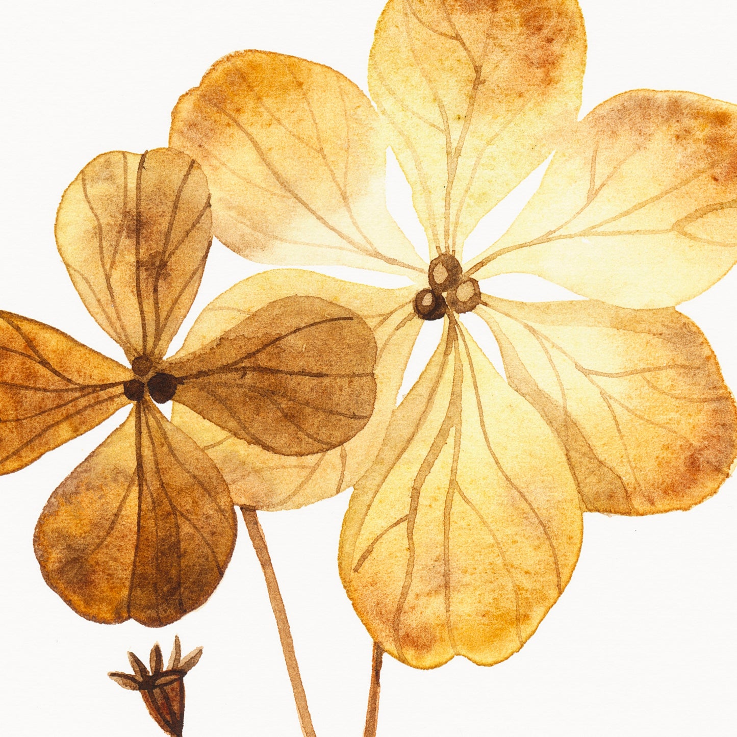 Detail of a watercolor study of dried pressed hydrangea flowers