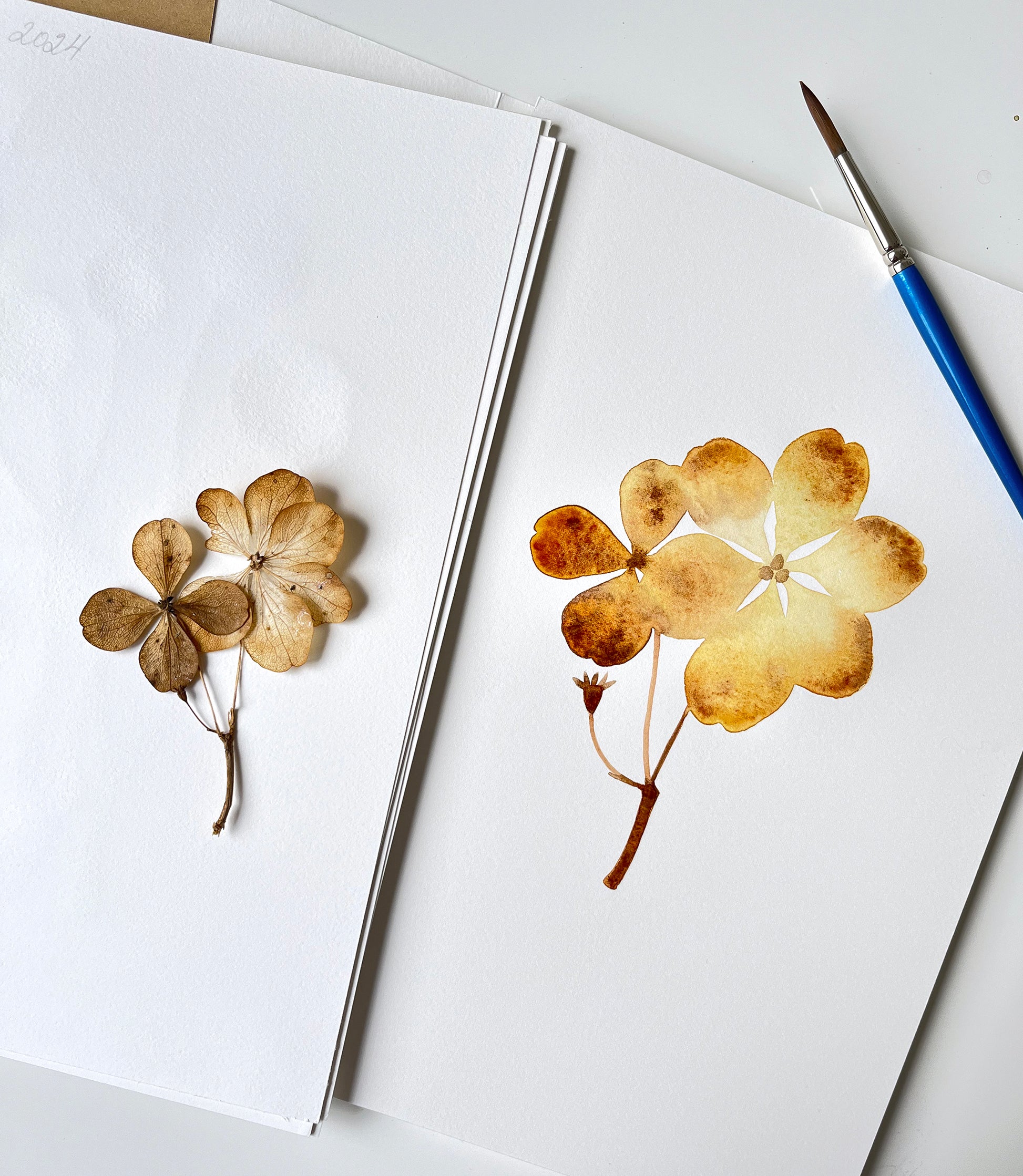 Watercolor study of dried pressed hydrangea flowers in progress