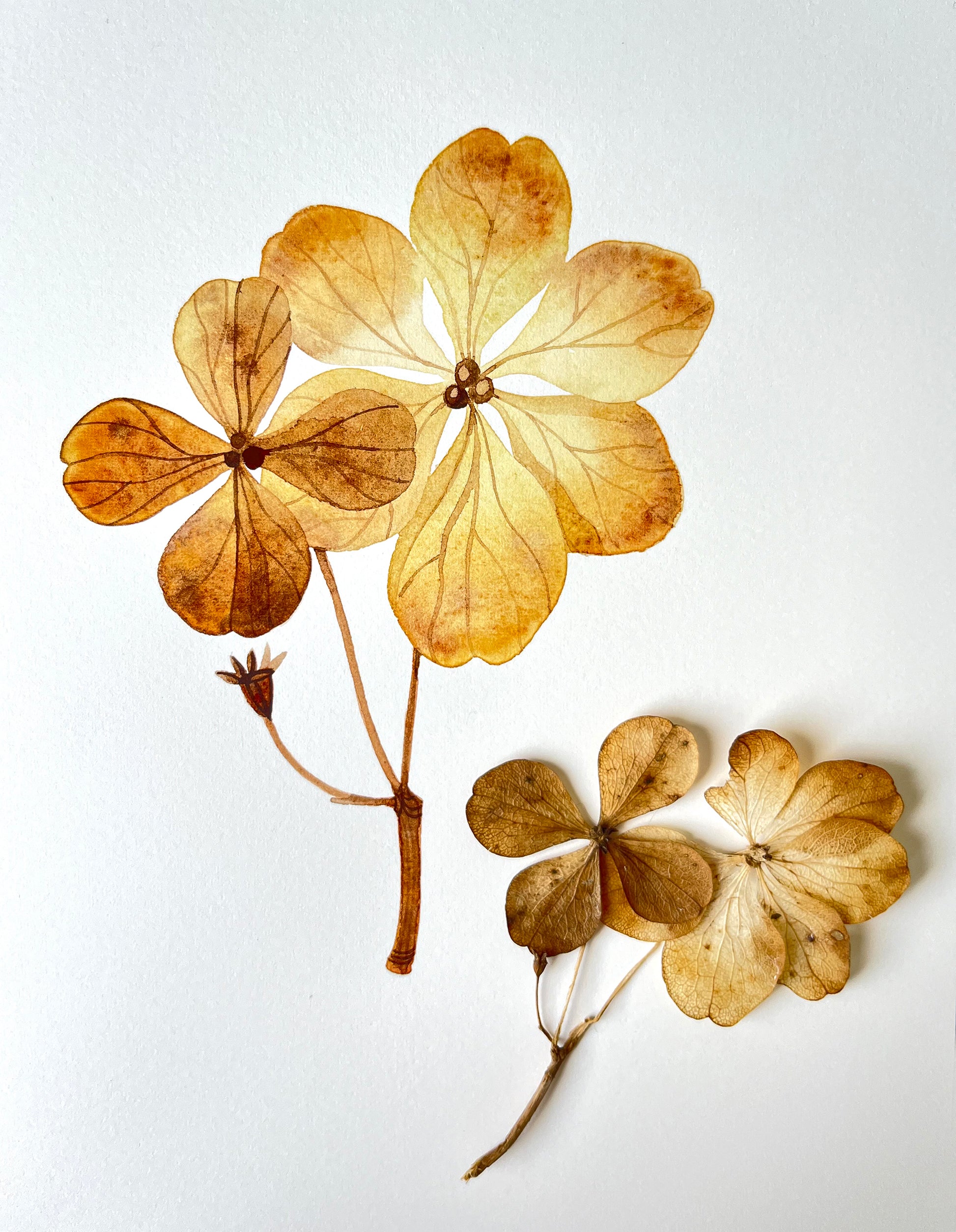 Original watercolor study of dried pressed hydrangea flowers, accompanied by dried flower itself