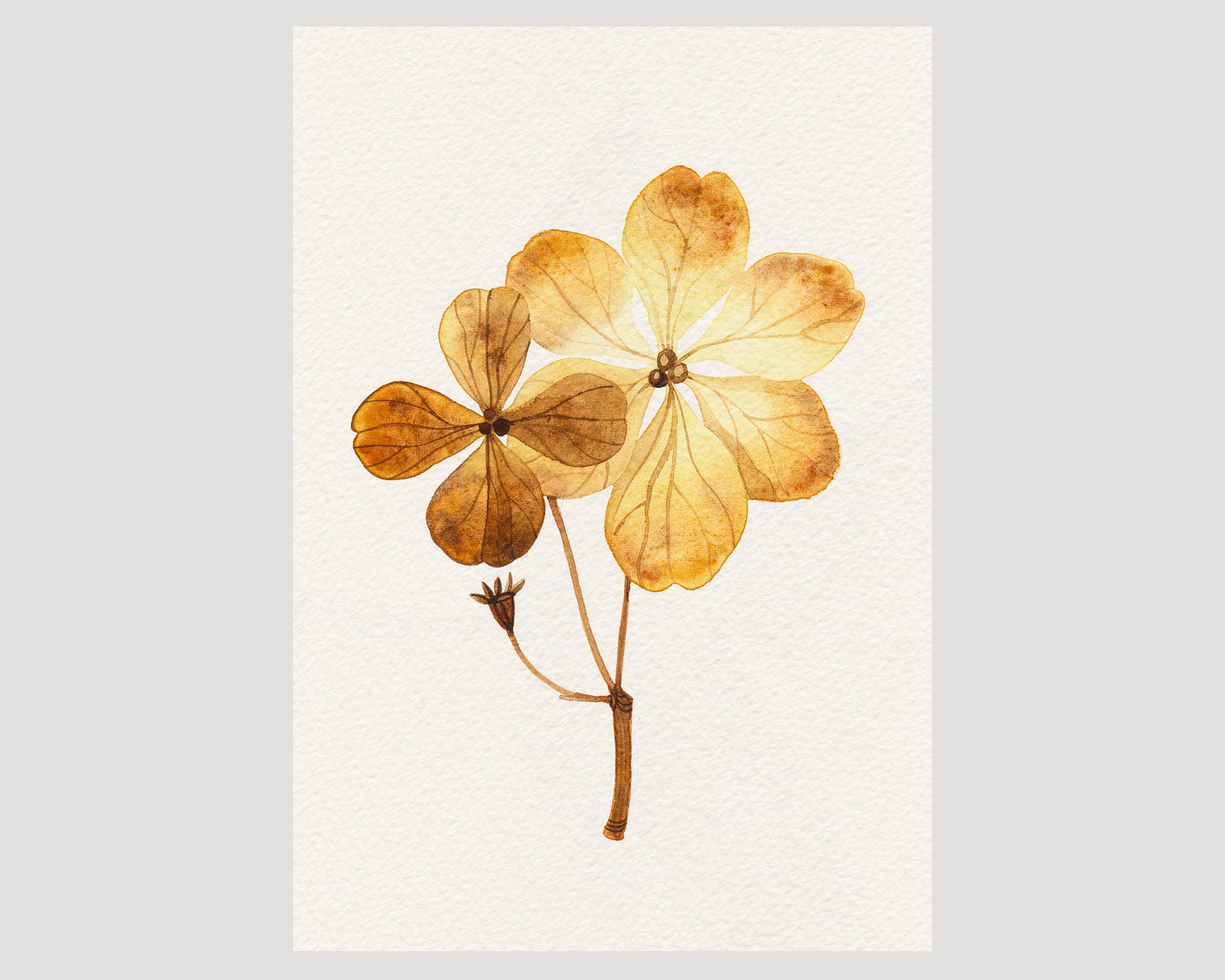 A botanical watercolor study featuring two dried pressed hydrangea flowers in warm golden-brown and tan tones.