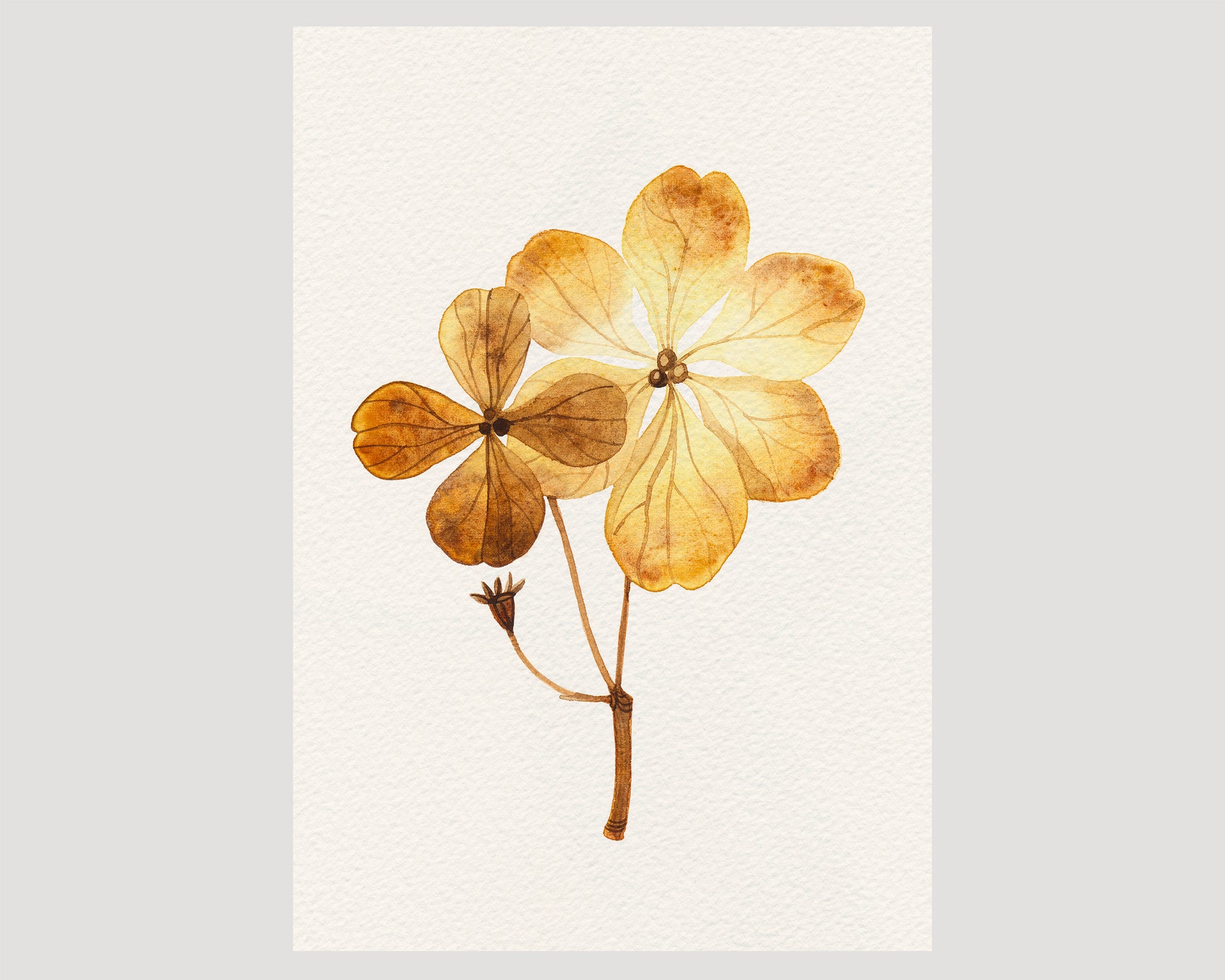 A botanical watercolor study featuring two dried pressed hydrangea flowers in warm golden-brown and tan tones.