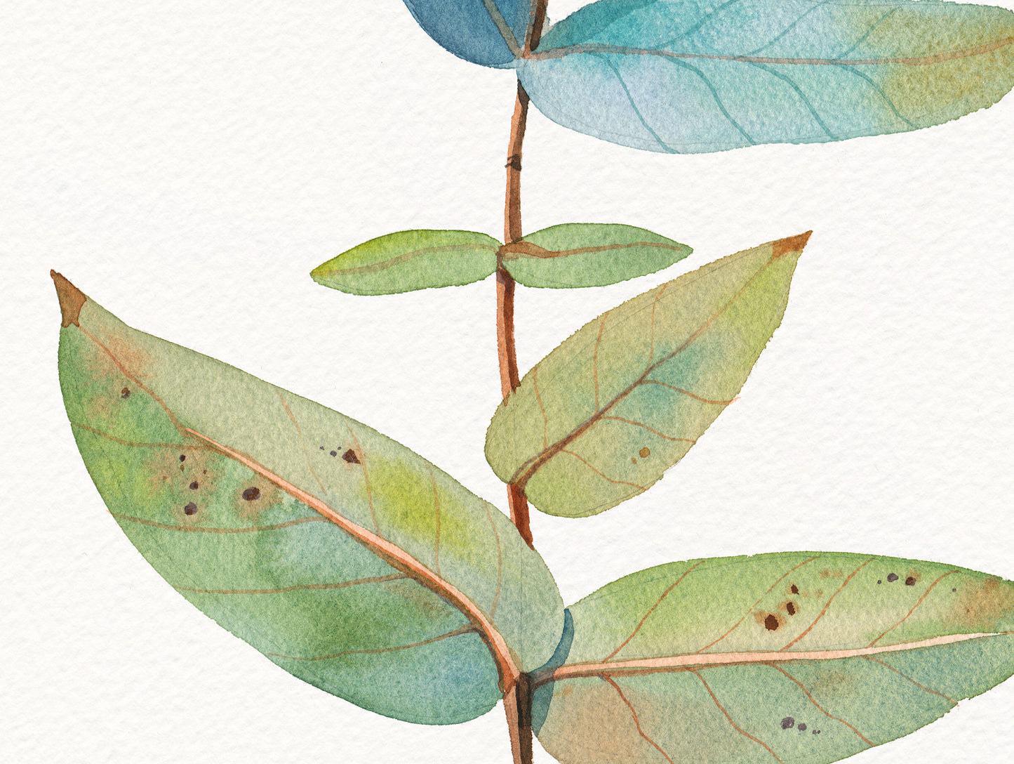 Close-up of an original eucalyptus branch watercolor painting