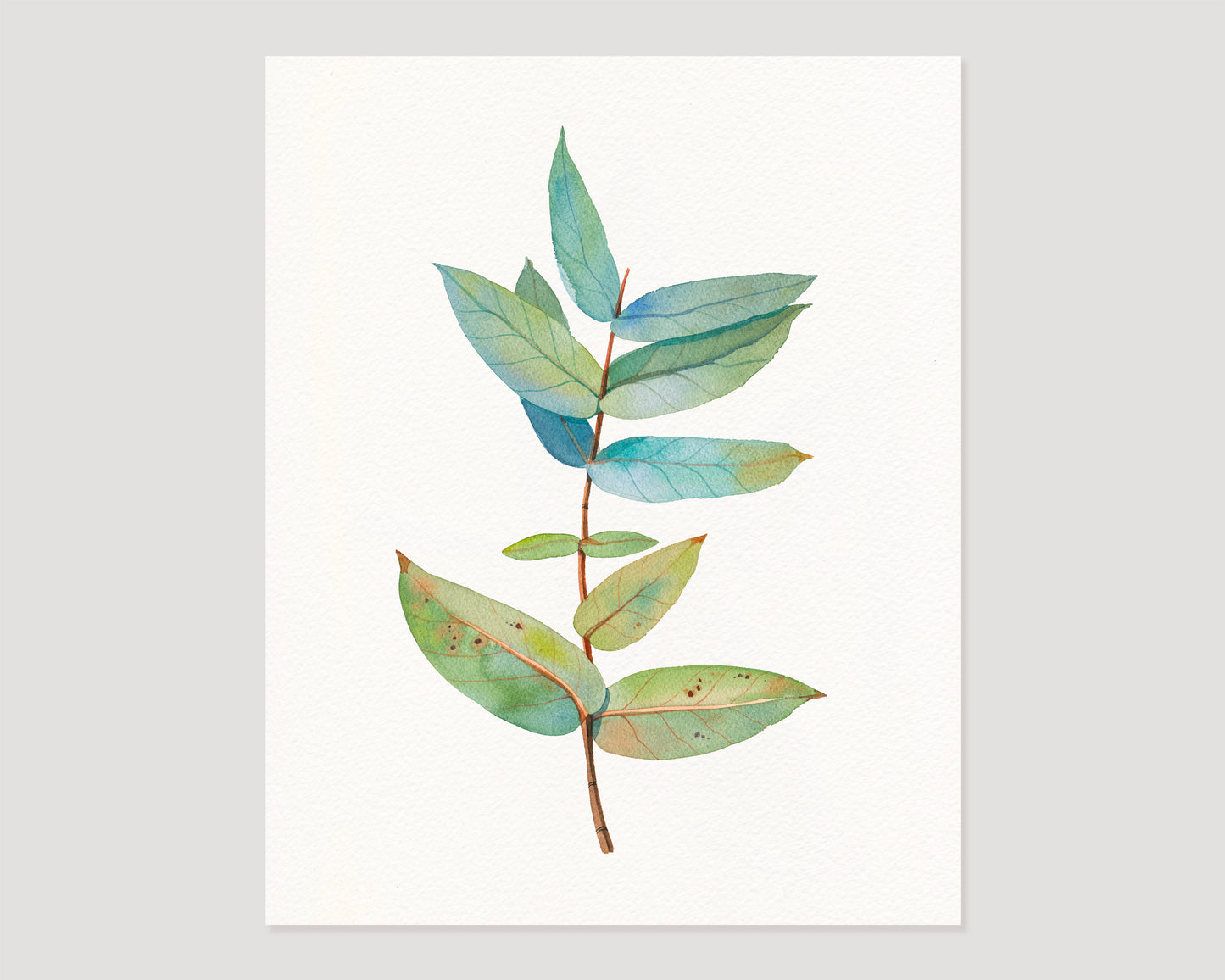 Eucalyptus branch watercolor print 