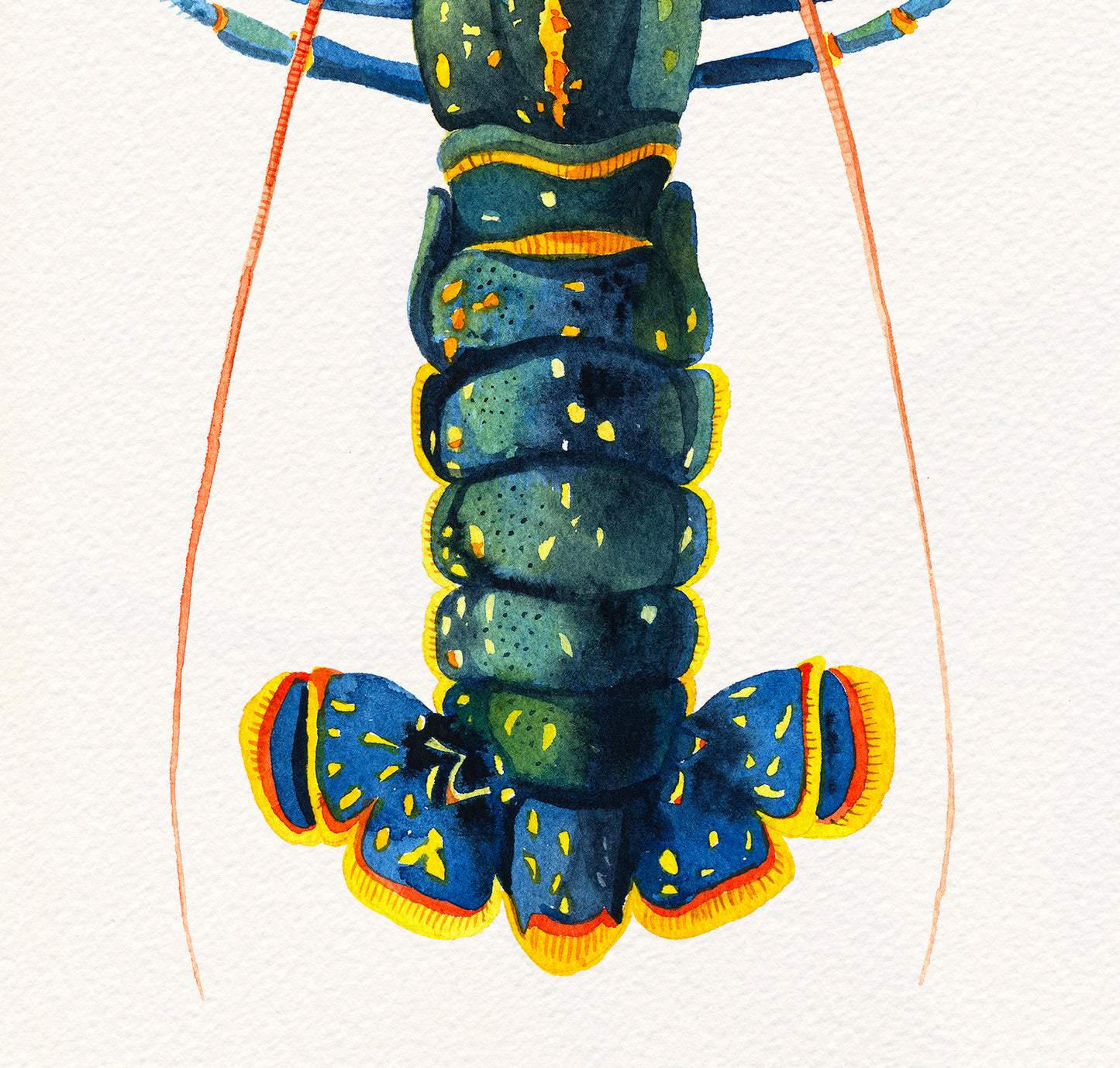 Close up of a european lobster watercolor painting