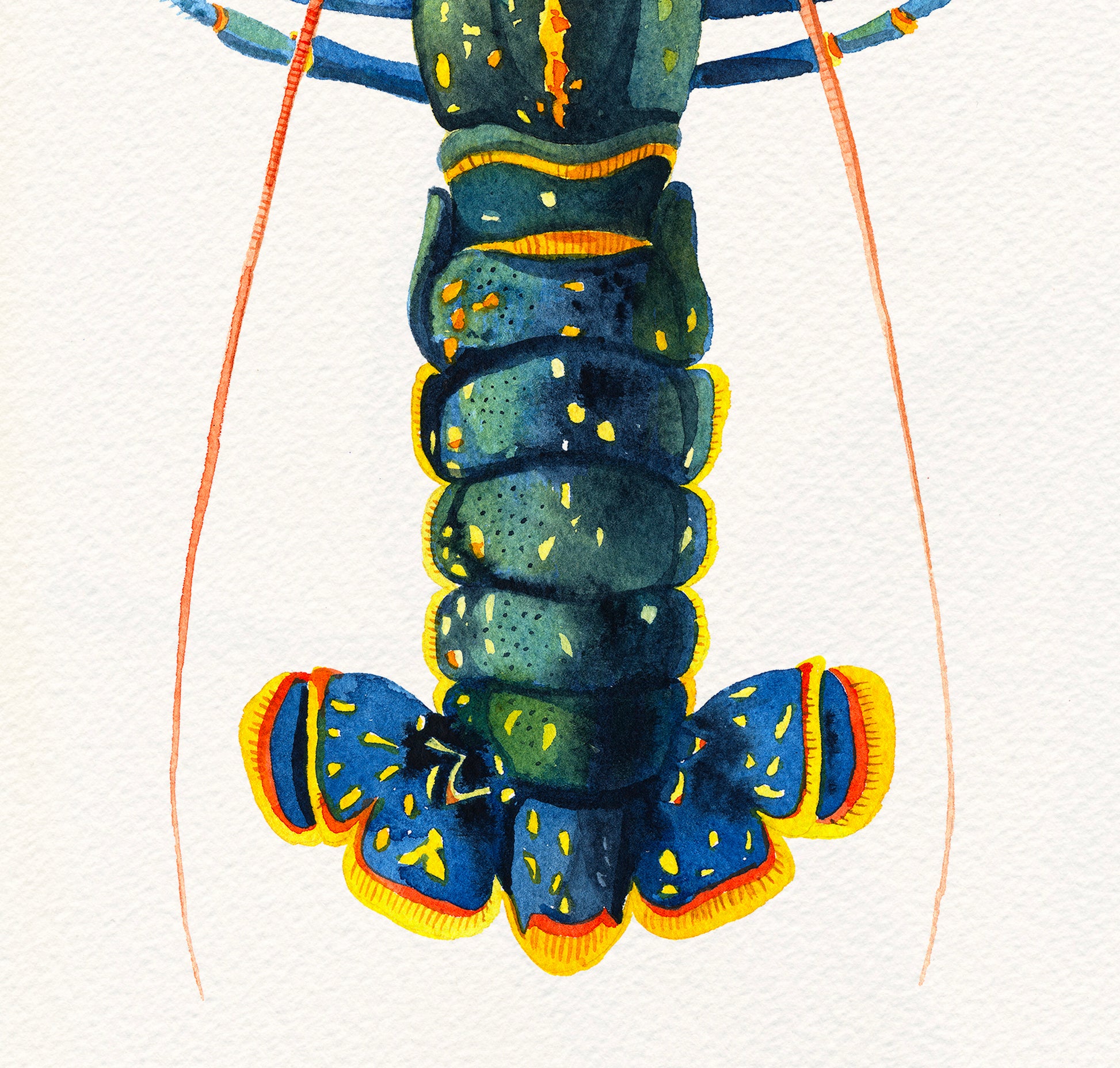 Close up of a european lobster watercolor painting