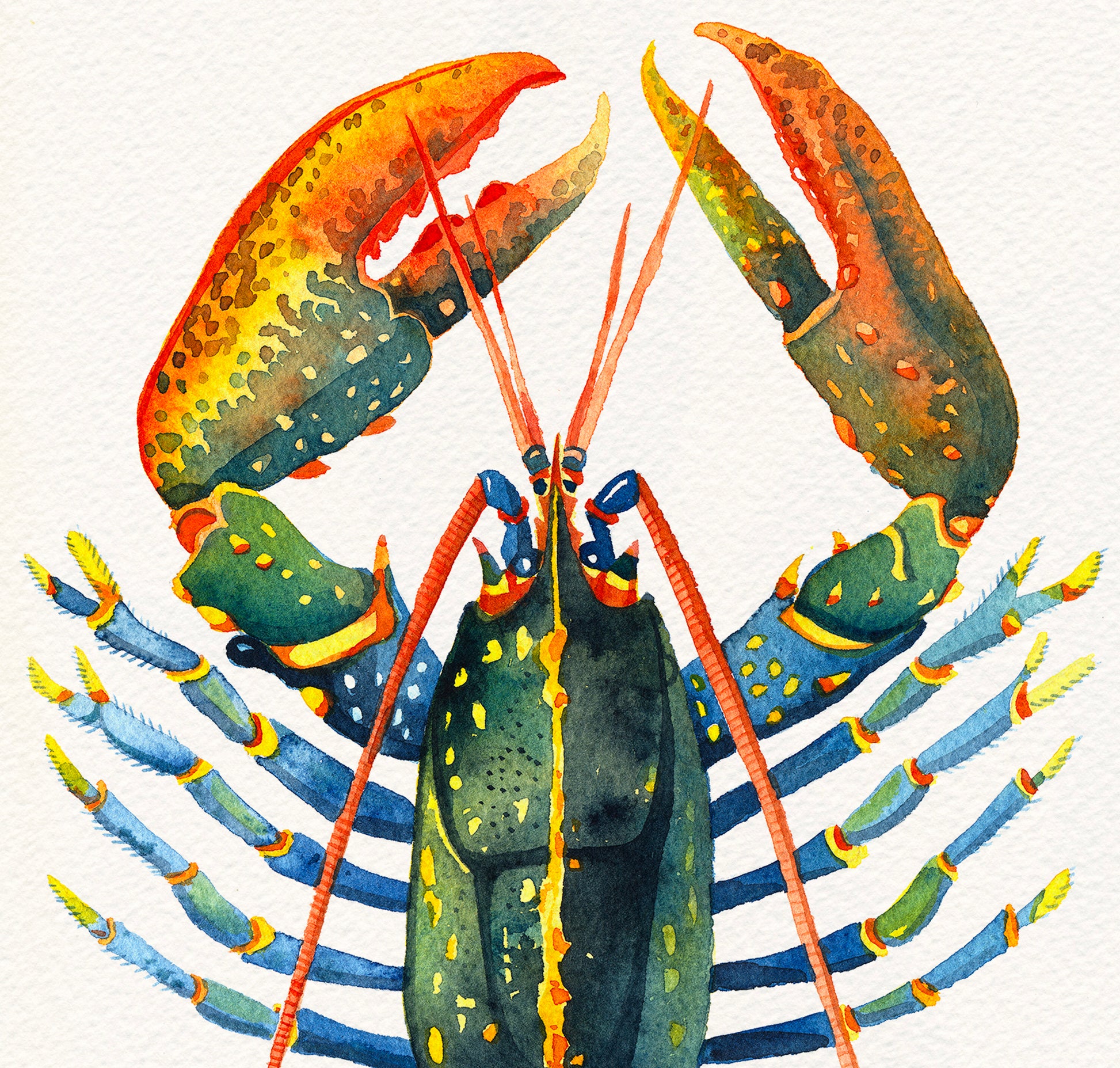 Detail of a european lobster watercolor painting