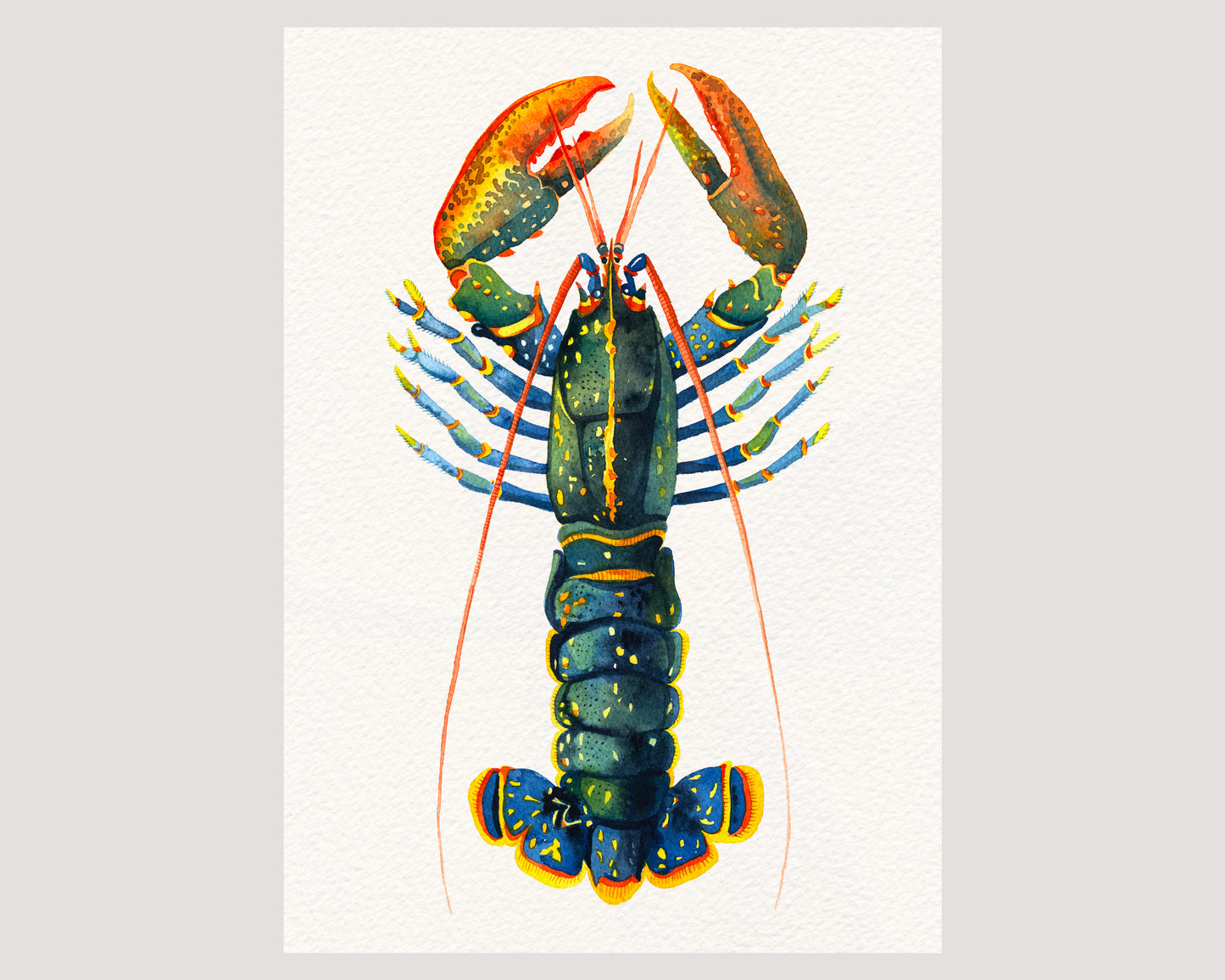 European lobster watercolor art print-05