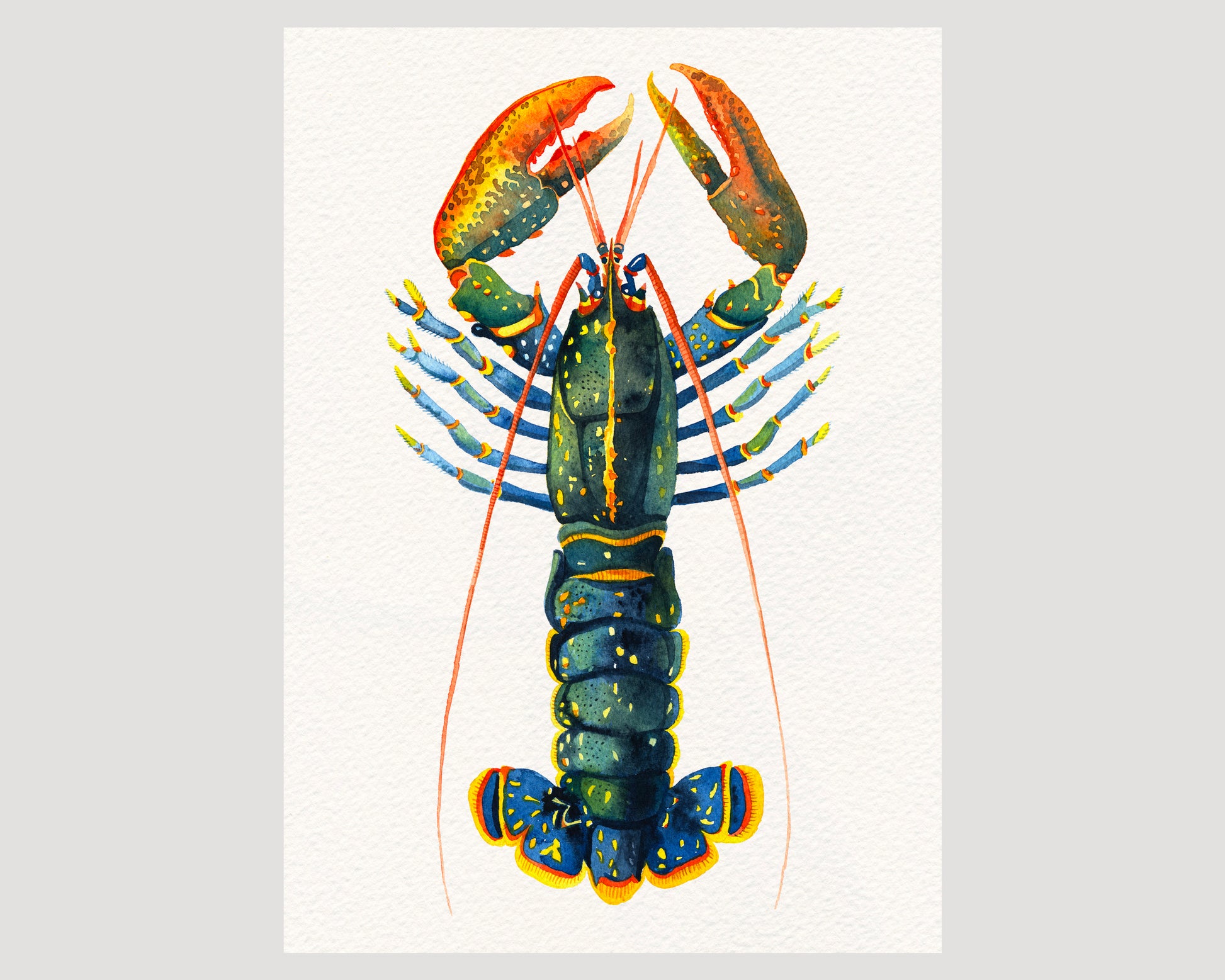 European lobster watercolor art print-05