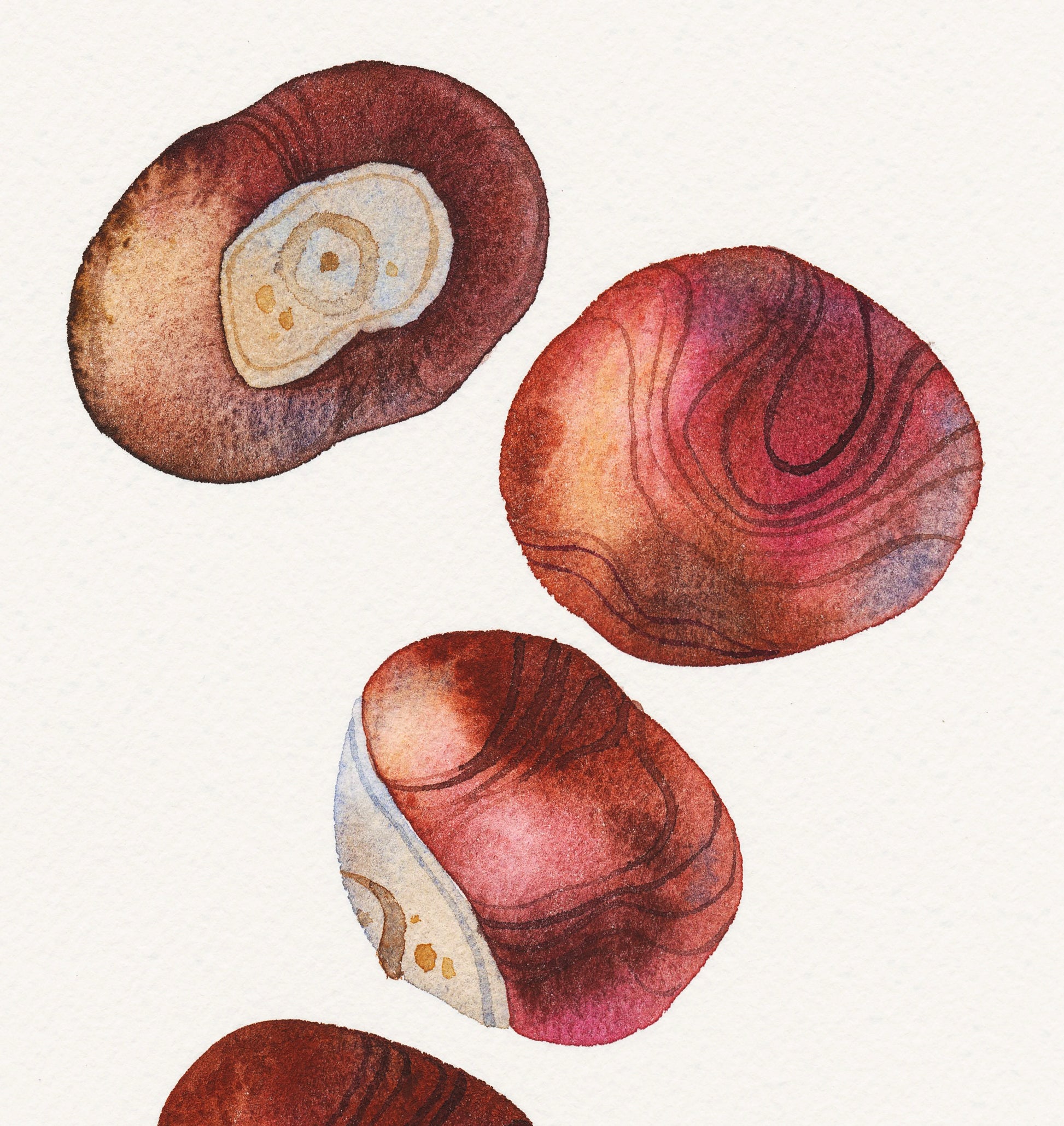 Close-up of an original watercolor painting of several horse chestnuts