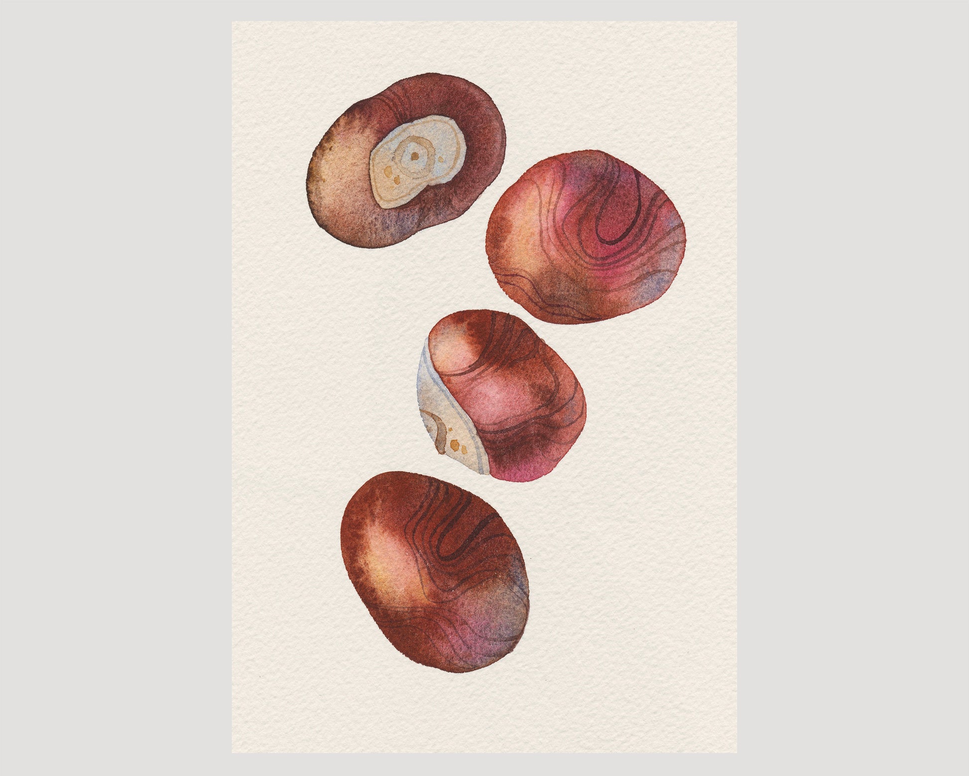 Watercolor art print of four horse chestnut fruits