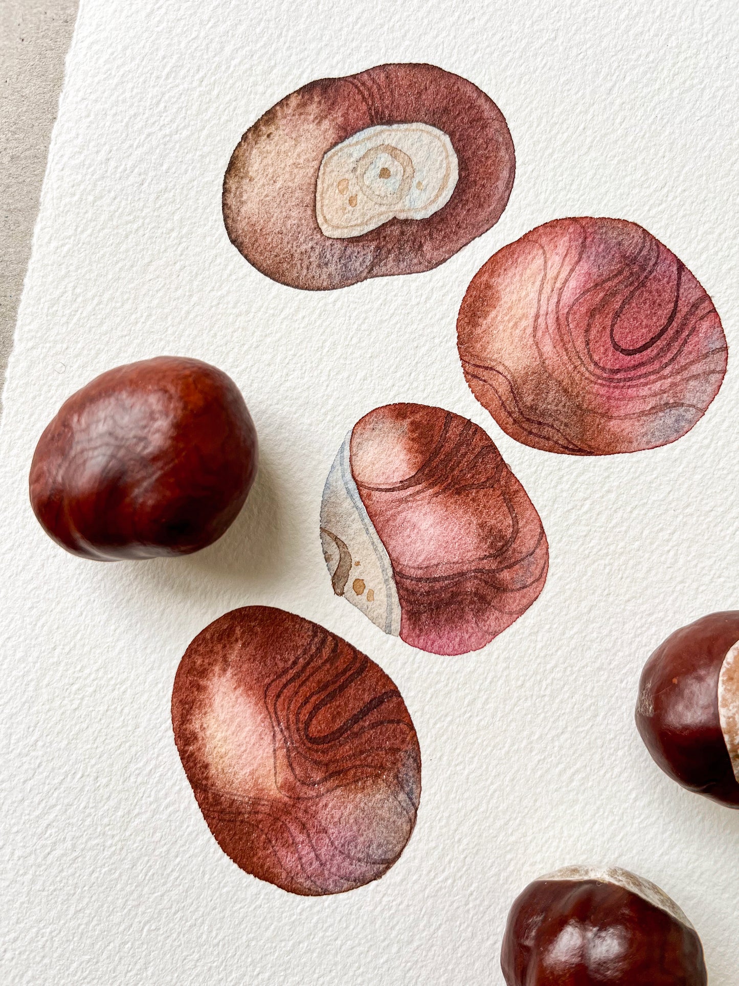 Close-up of original watercolor painting of four horse chestnuts, accompanied by chestnut fruits