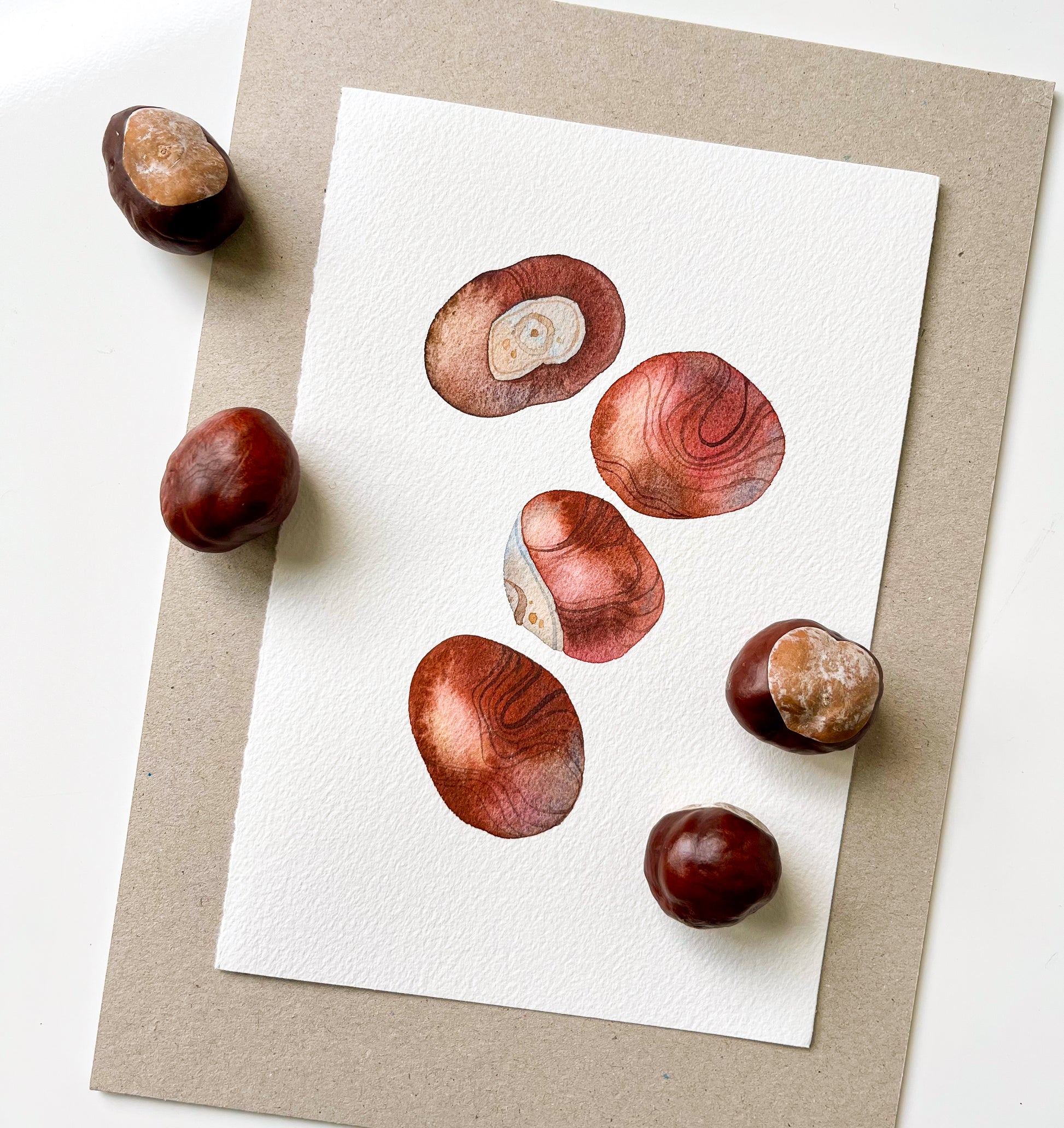 Original watercolor painting of horse chestnuts, laid flat with several chestnut fruits