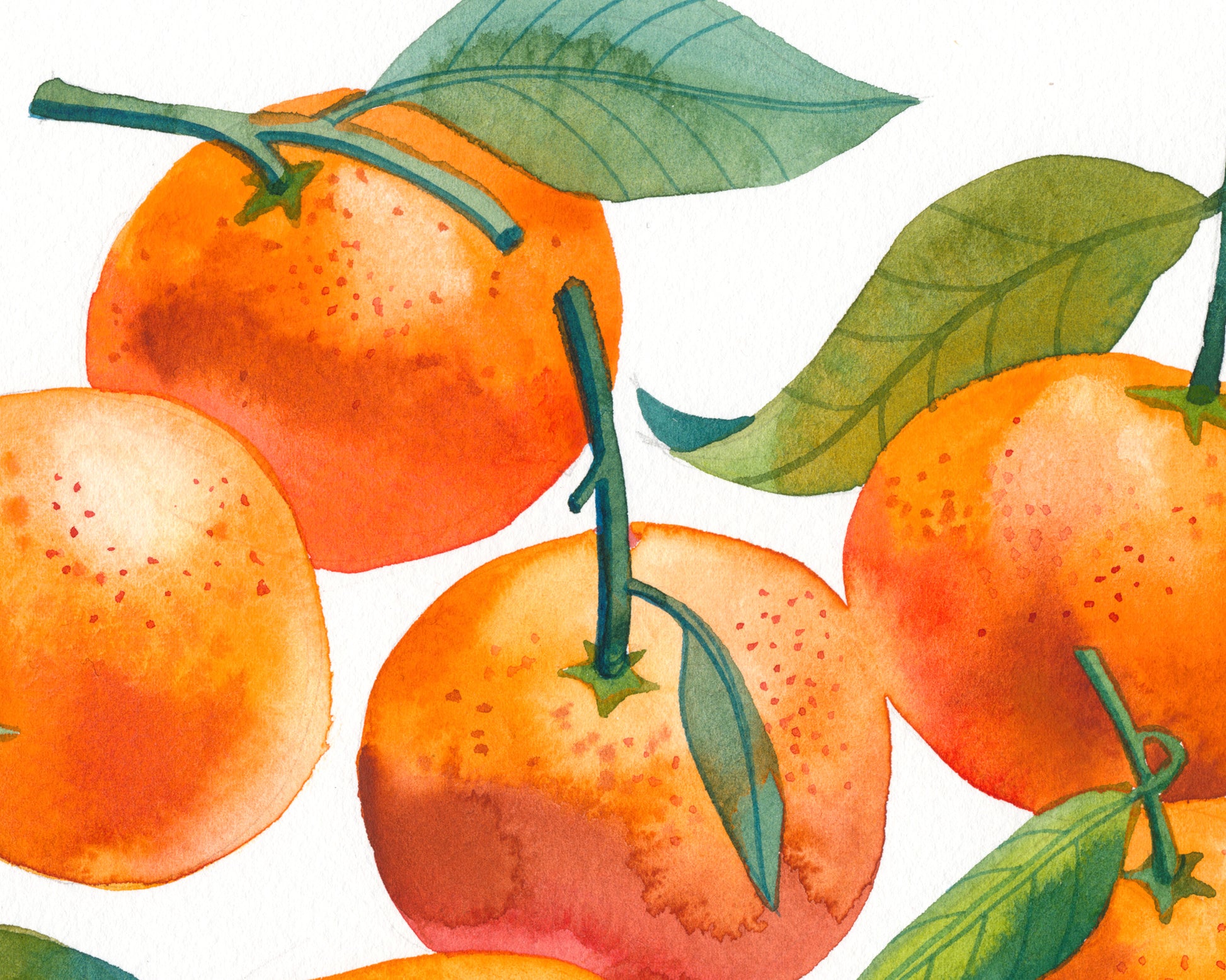 Detail of a watercolor study featuring orange mandarins with green leaves