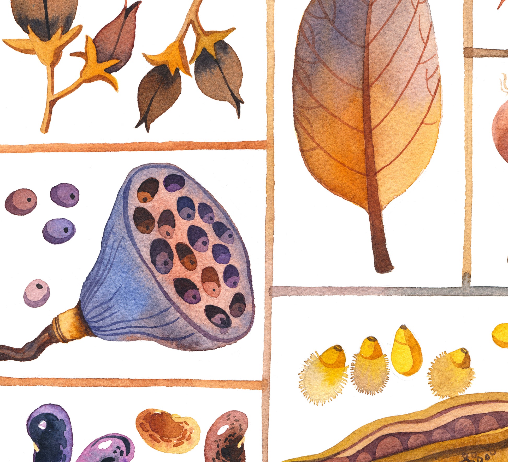 Close-up of lotus pods and leaf, specimen box watercolor

