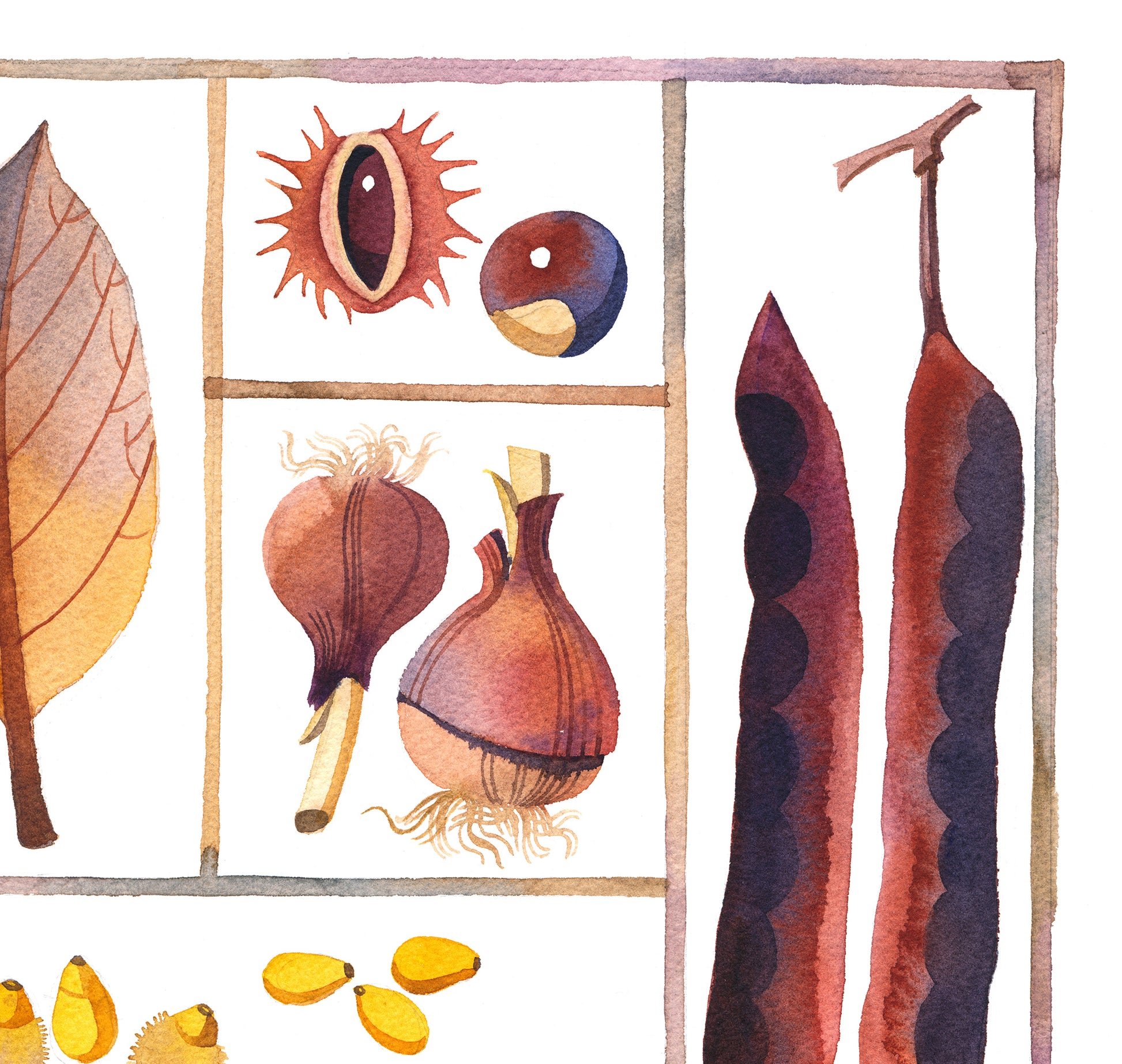 Detail view of onion bulbs and chestnuts in specimen box watercolor