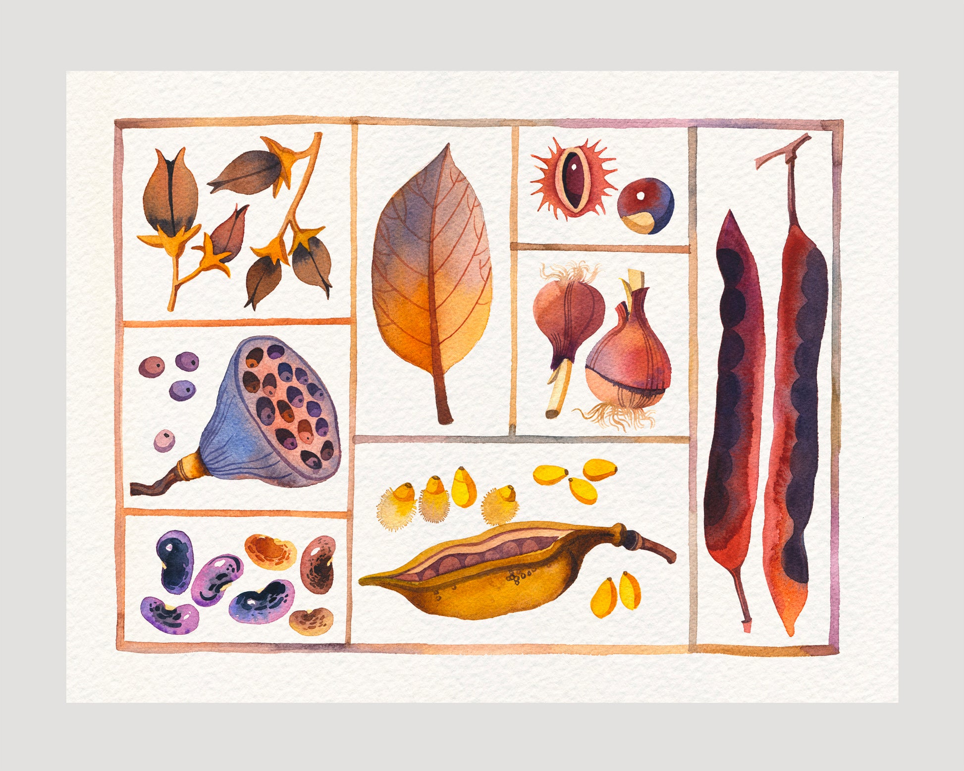 Natural history specimen box watercolor print, botanical curiosities No. 01