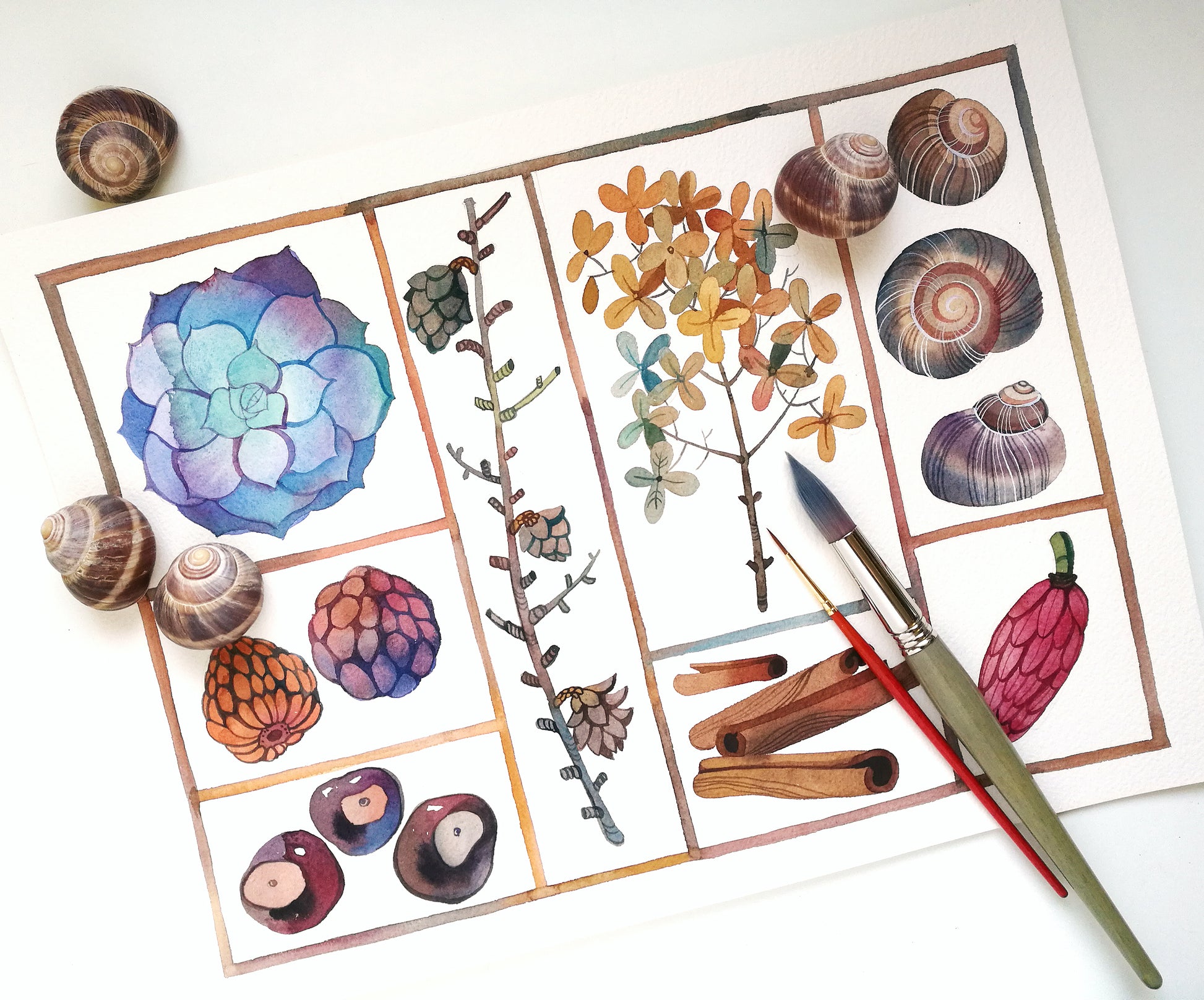 Original specimen box watercolor painting with paintbrush and shells