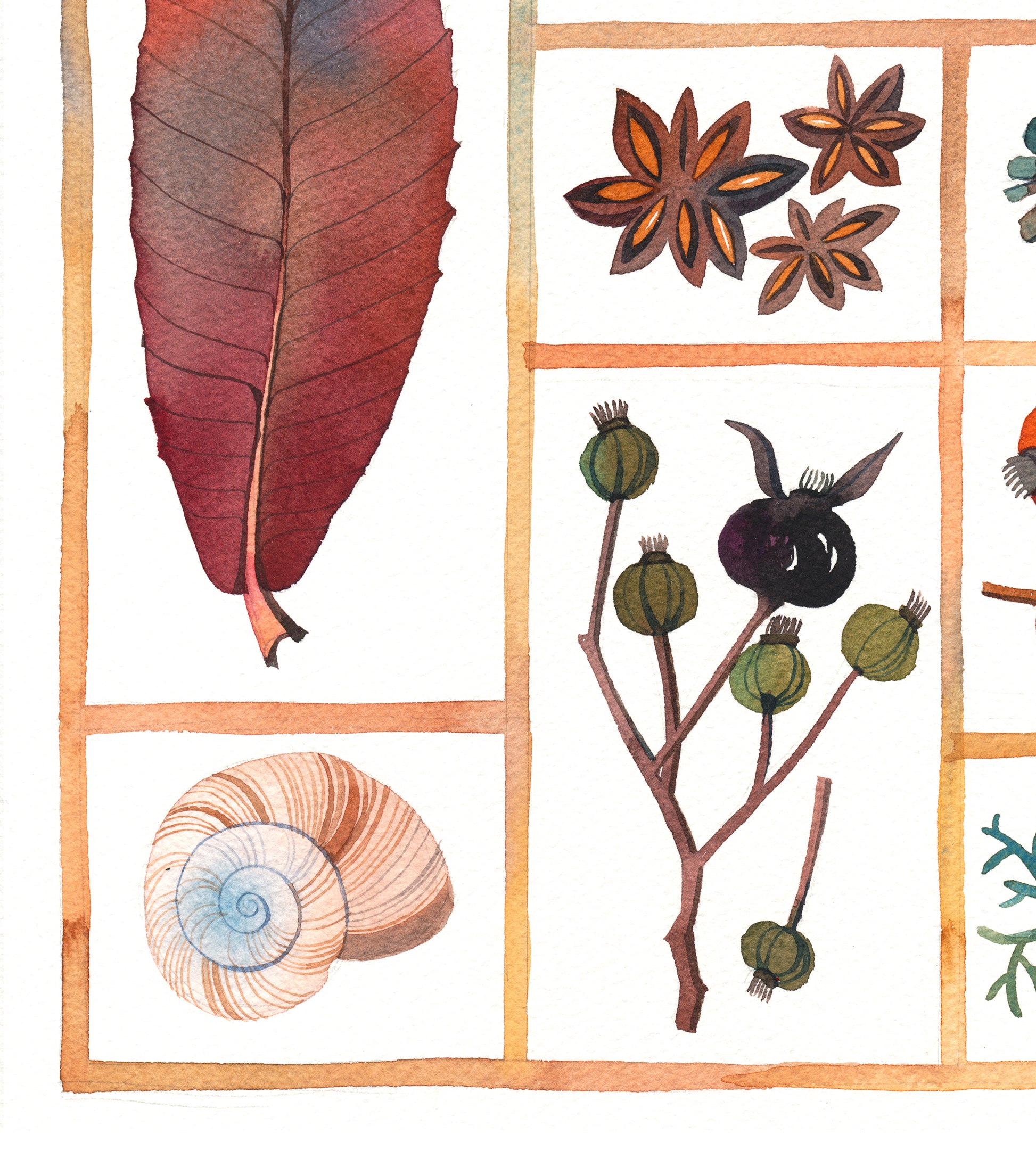 Detail view of a medlar leaf, shell, anise and dogrose fruits in specimen box watercolor