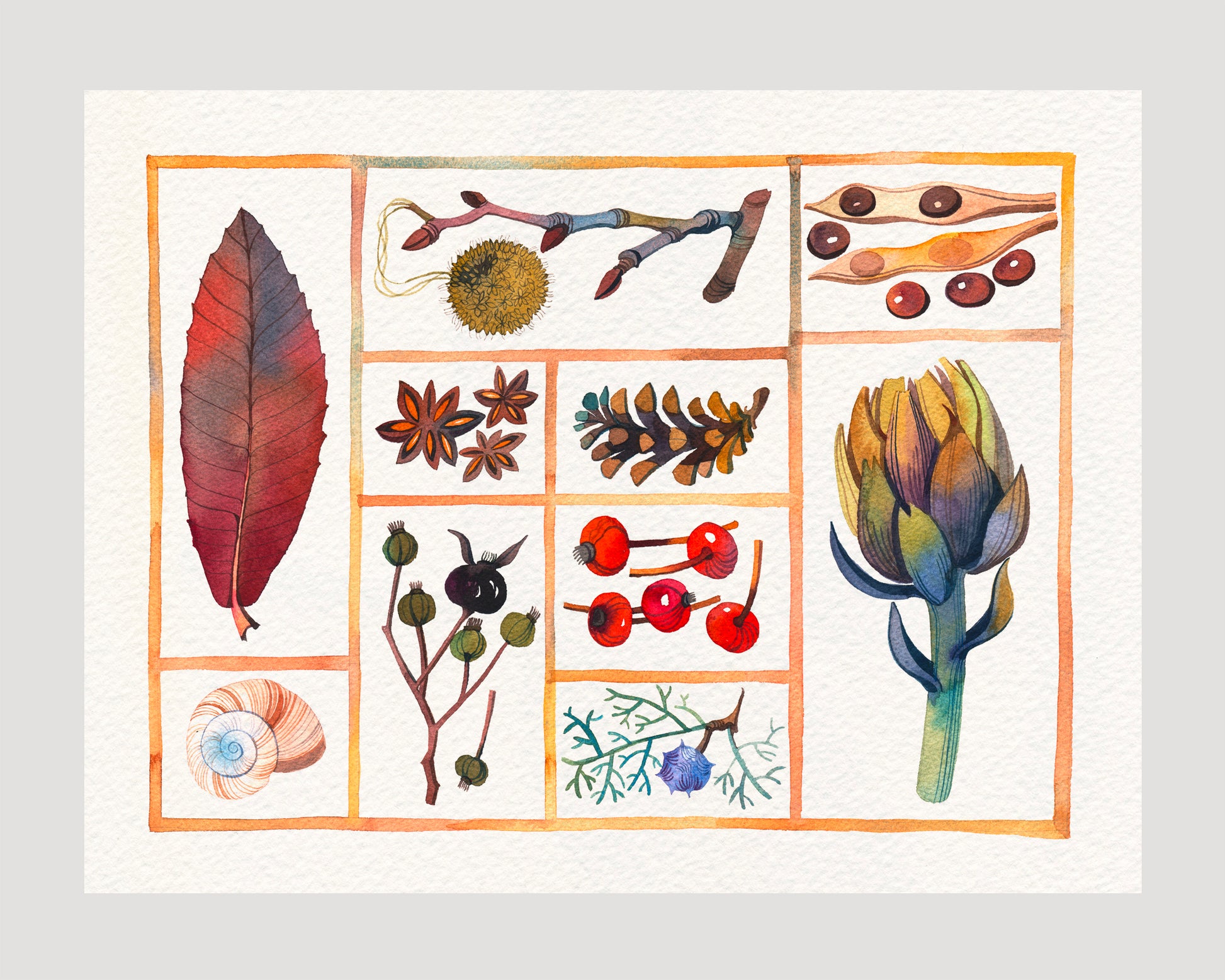 Natural history specimen box watercolor print, botanical curiosities No. 02