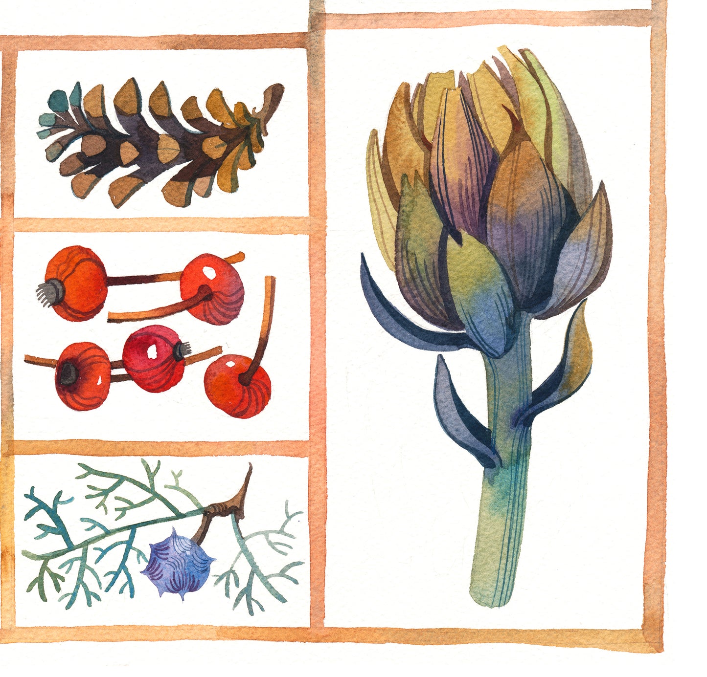 Close-up of lartichoke and cones, specimen box watercolor painting