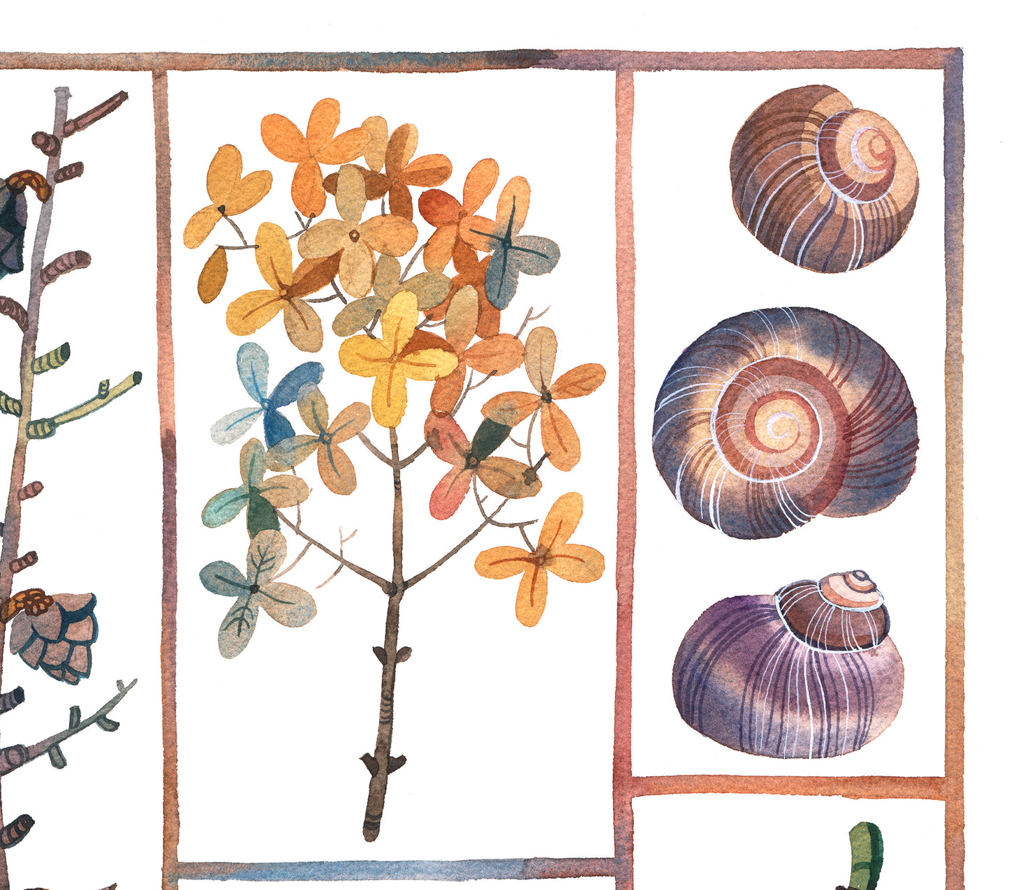 Detail view of hydrangea and shells in specimen box watercolor 