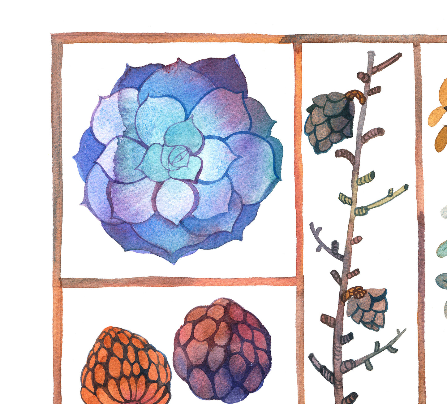 Detail view of succulent and larch branch in specimen box watercolor
