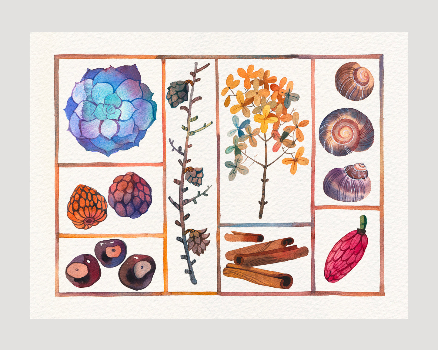 Natural history specimen box watercolor print, botanical curiosities No. 03