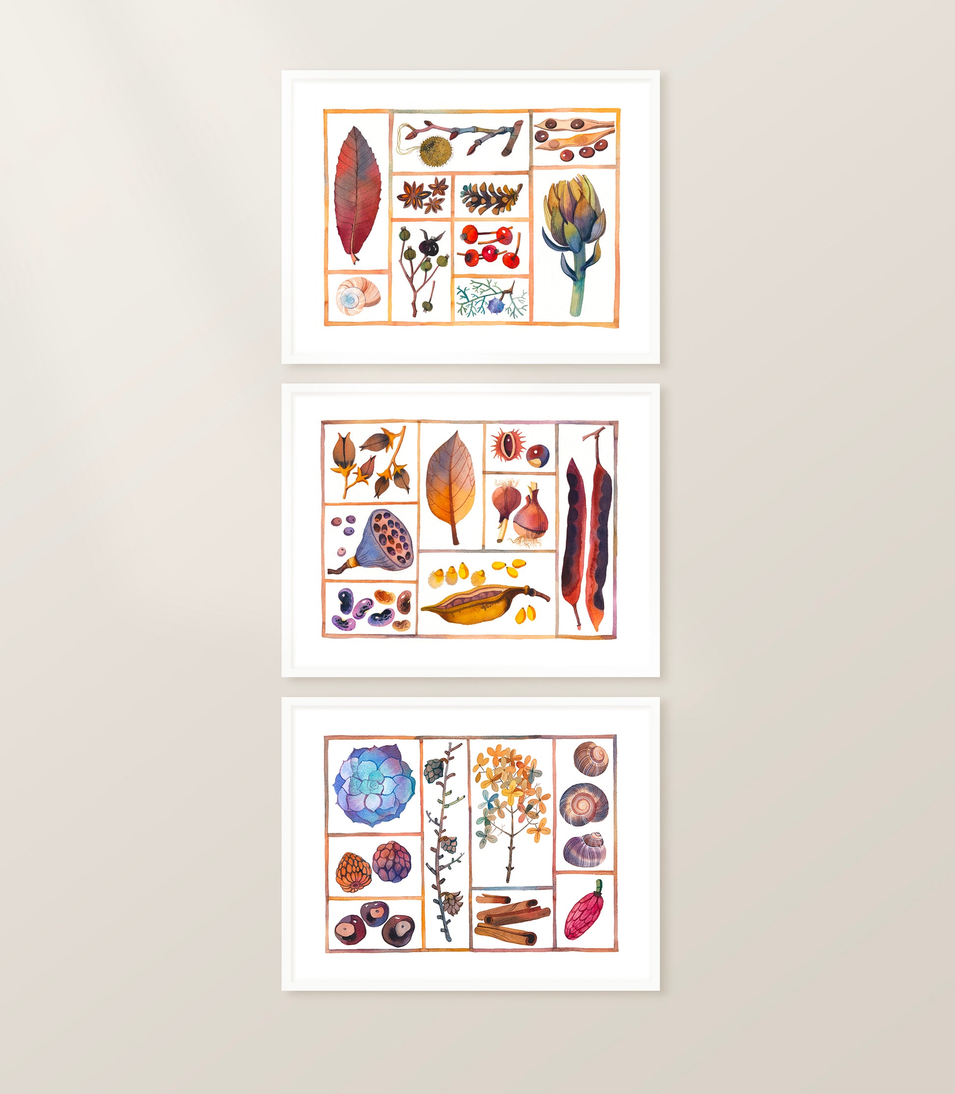 Set of three natural history specimen box watercolor prints, displayed in horizontal frames on a gray wall