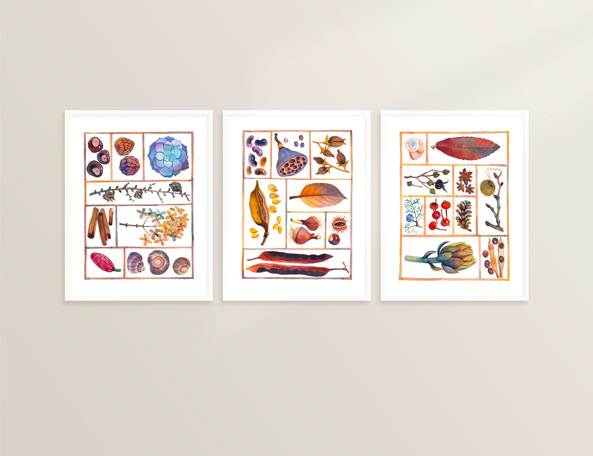 Set of three natural history specimen box watercolor prints, displayed in vertical frames on a gray wall
