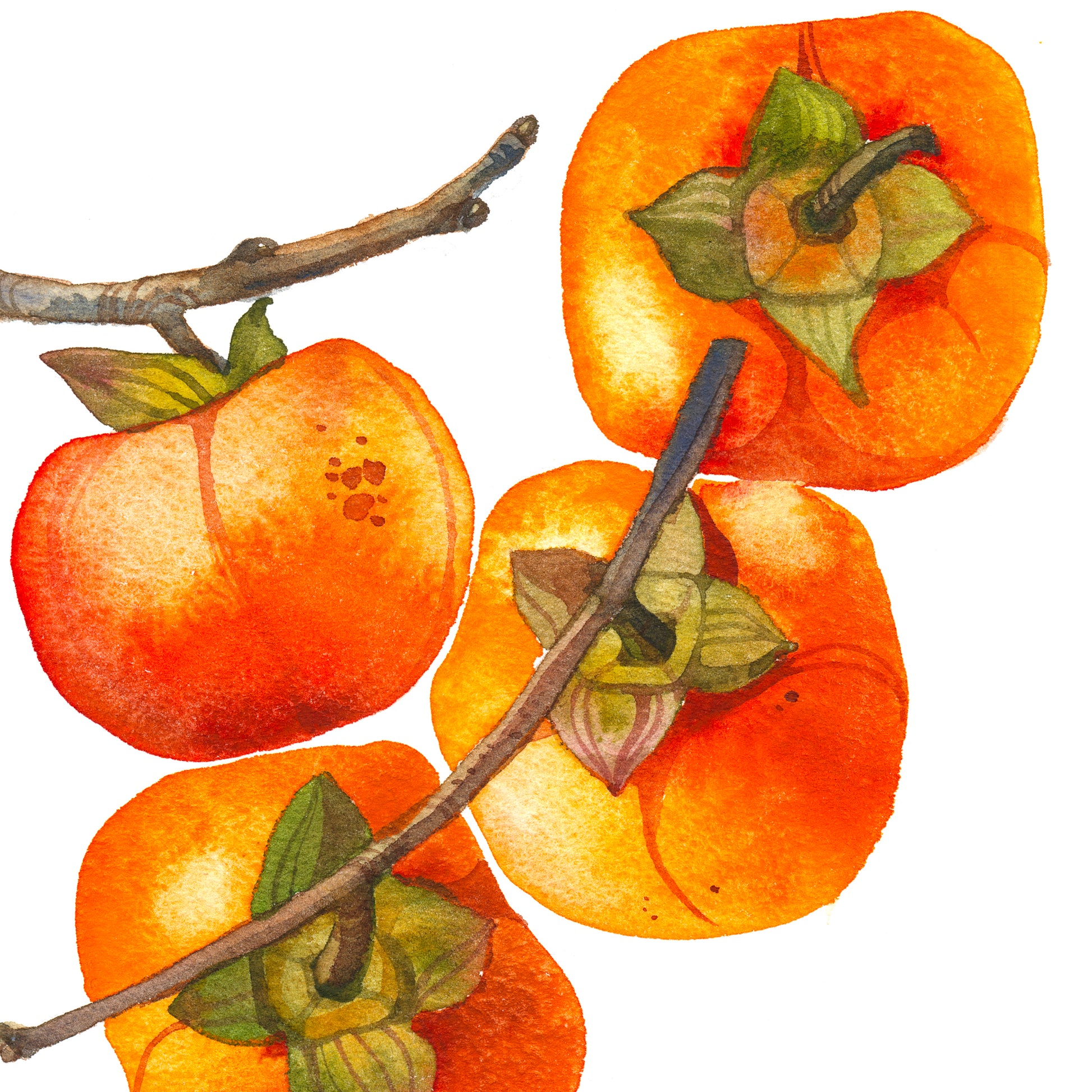Detail of a persimmon branch with fruits watercolor artwork