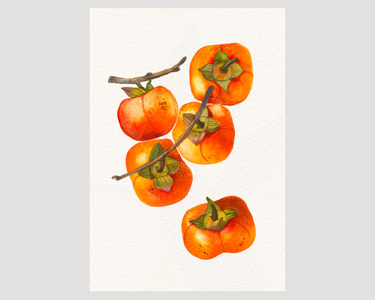 Persimmon branch with fruits watercolor art print
