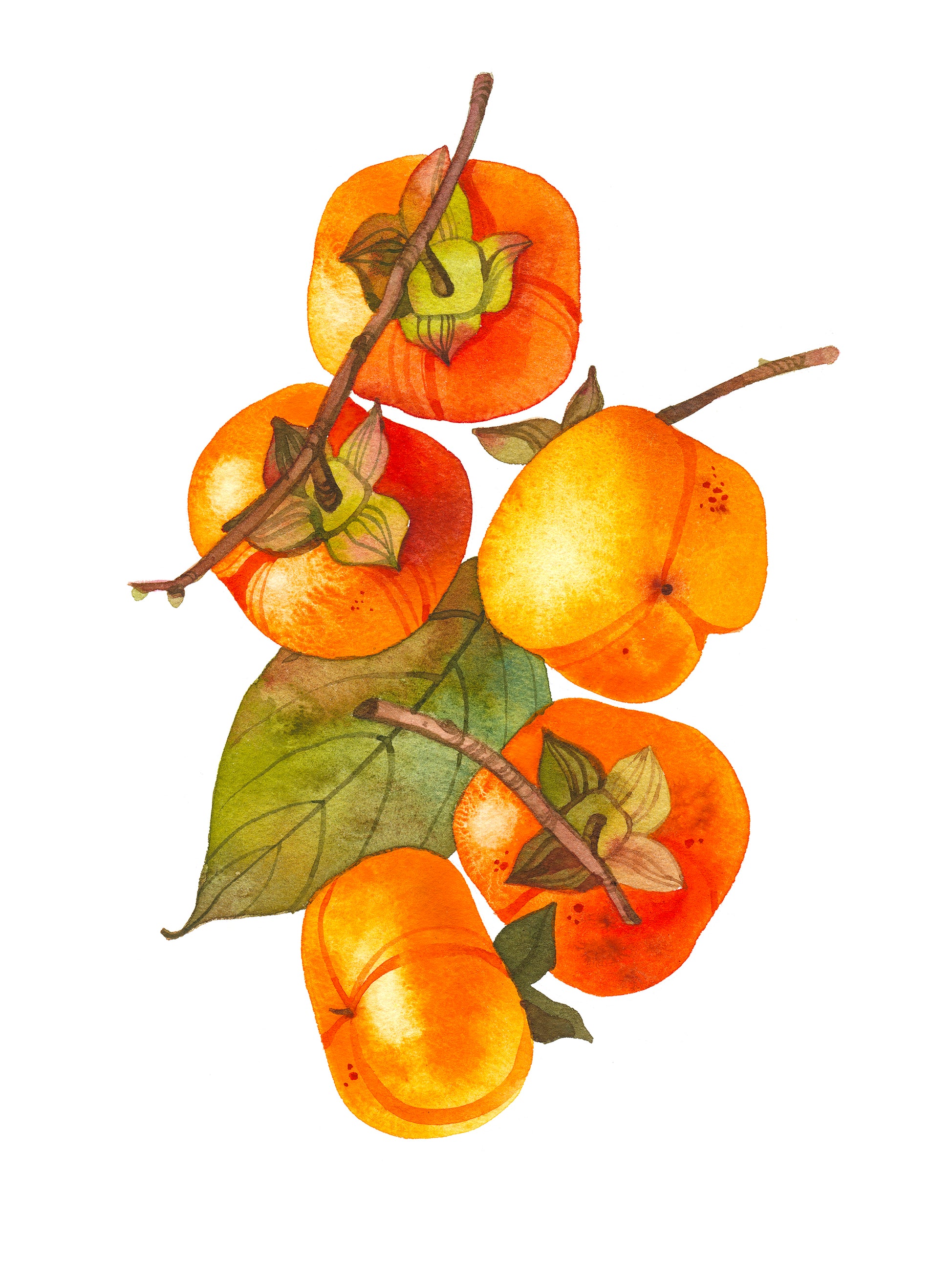 Persimmon branch with fruits and leaf watercolor painting print