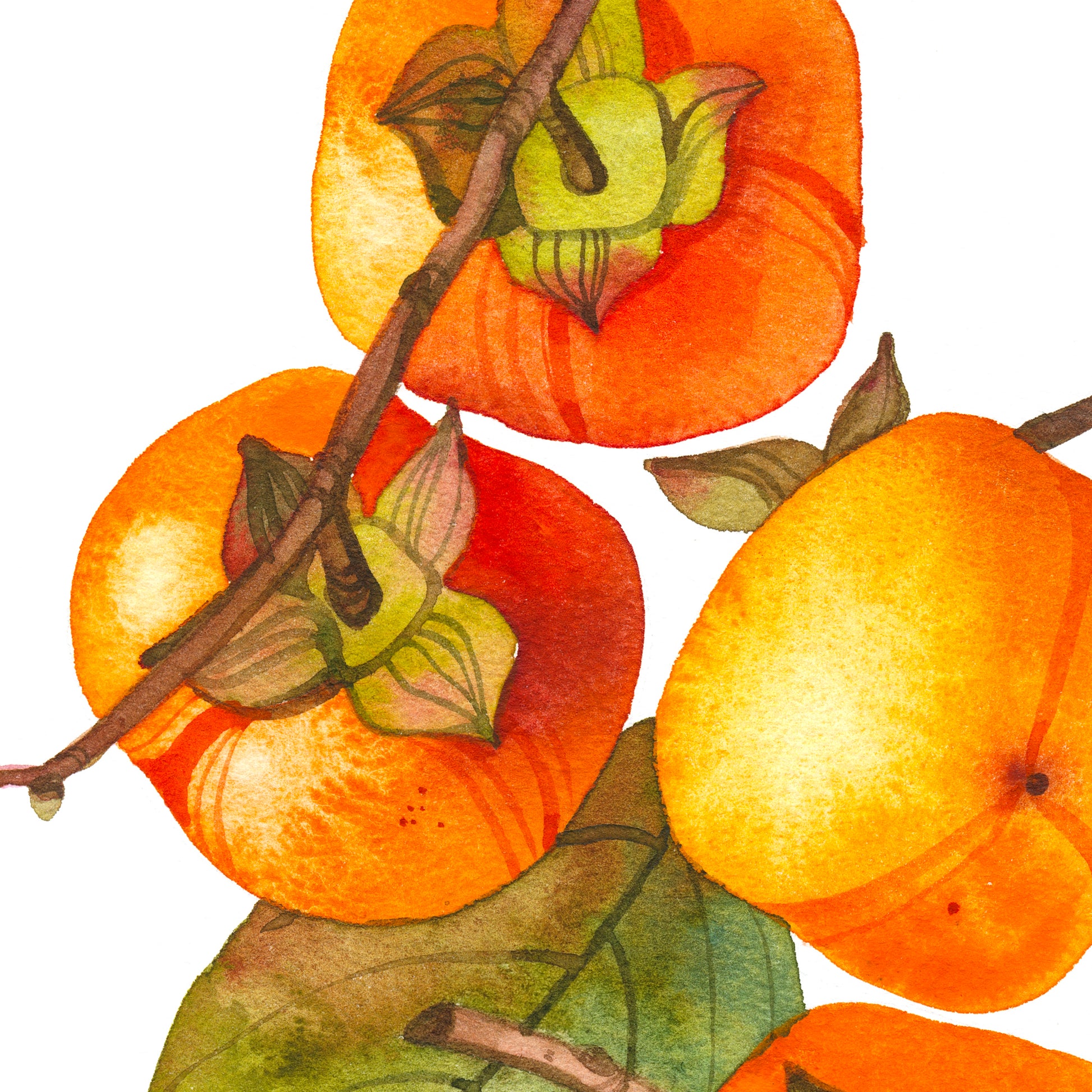 Detail view of a persimmon branch with fruits and leaf watercolor print