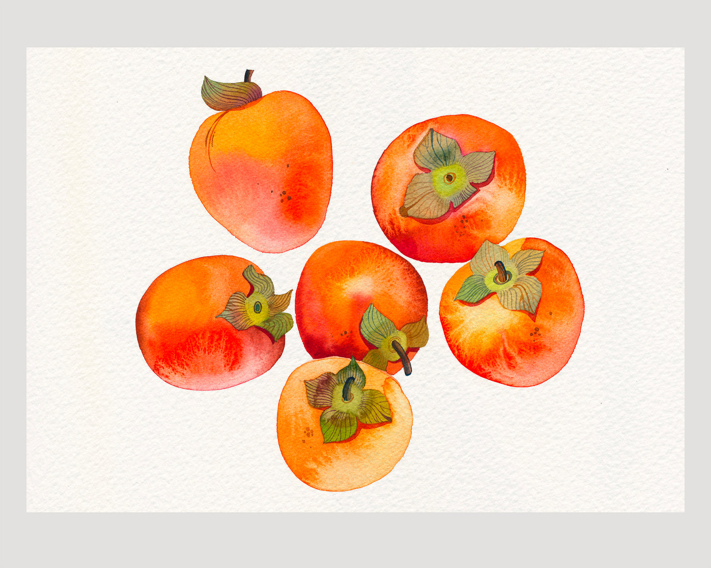 Persimmons watercolor art print