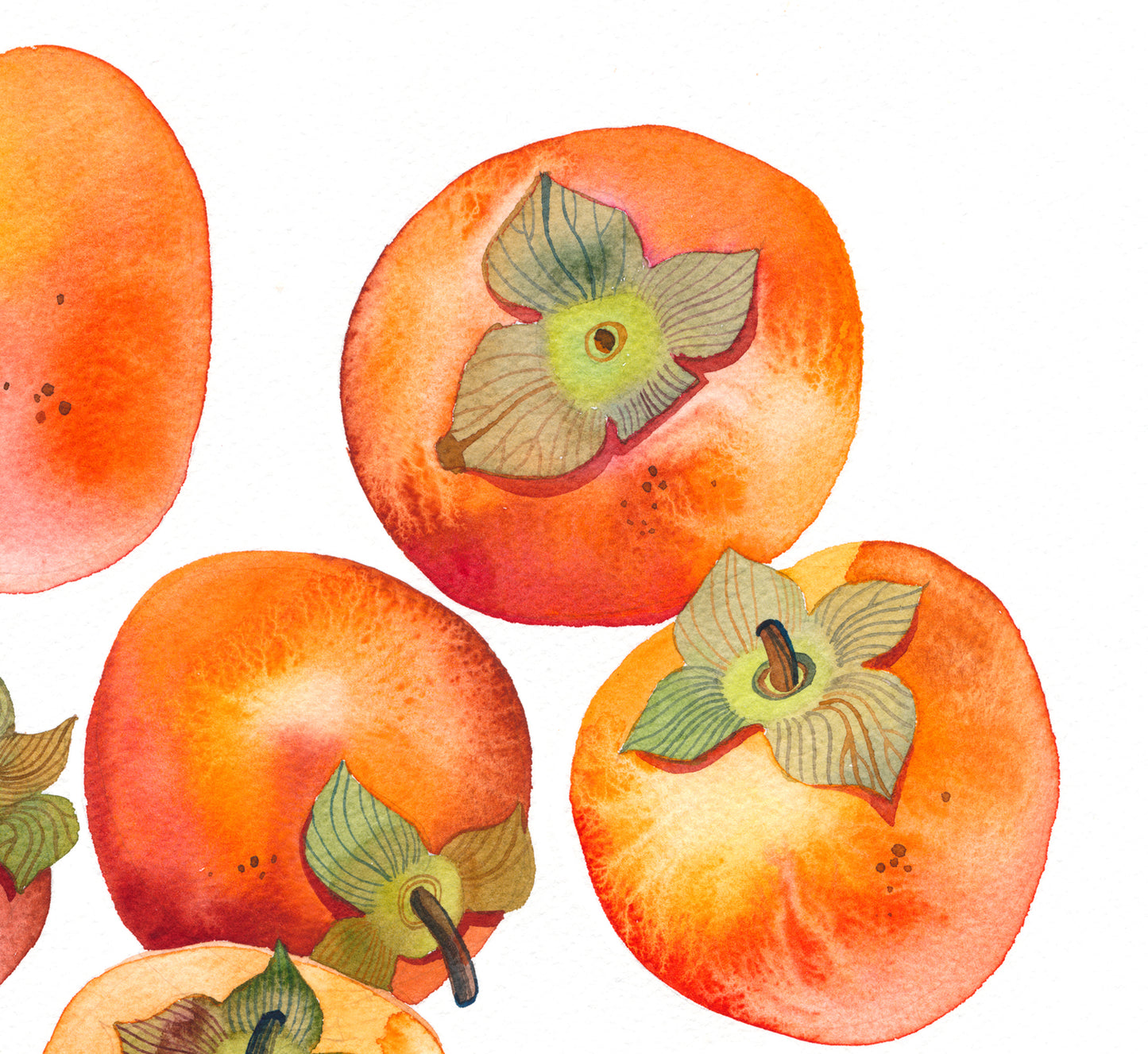 Detail view of persimmons watercolor painting
