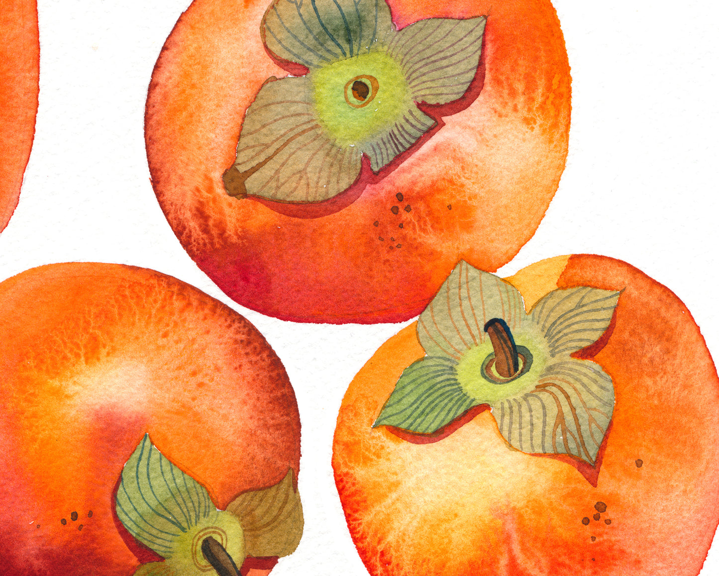 Close up of a persimmons watercolor artwork
