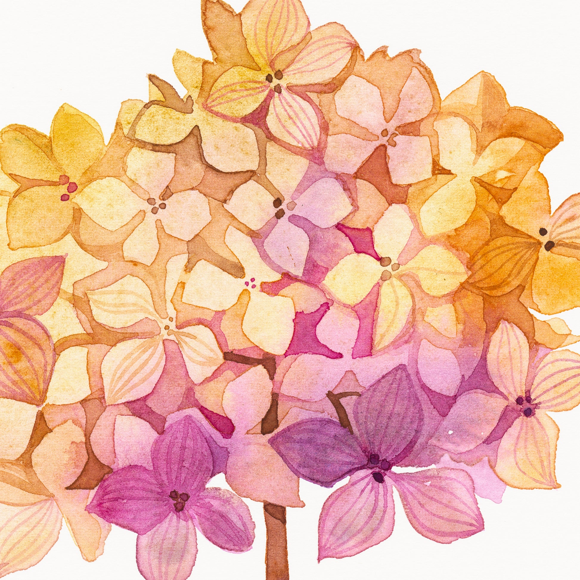 Close-up of a pink hydrangea dried flower ball watercolor painting