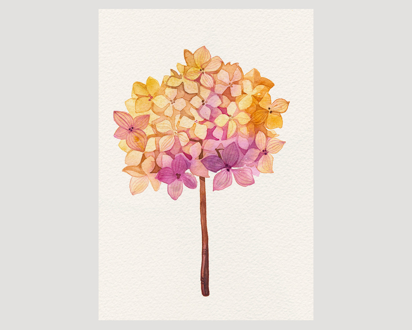 Pink hydrangea dried flower ball watercolor print