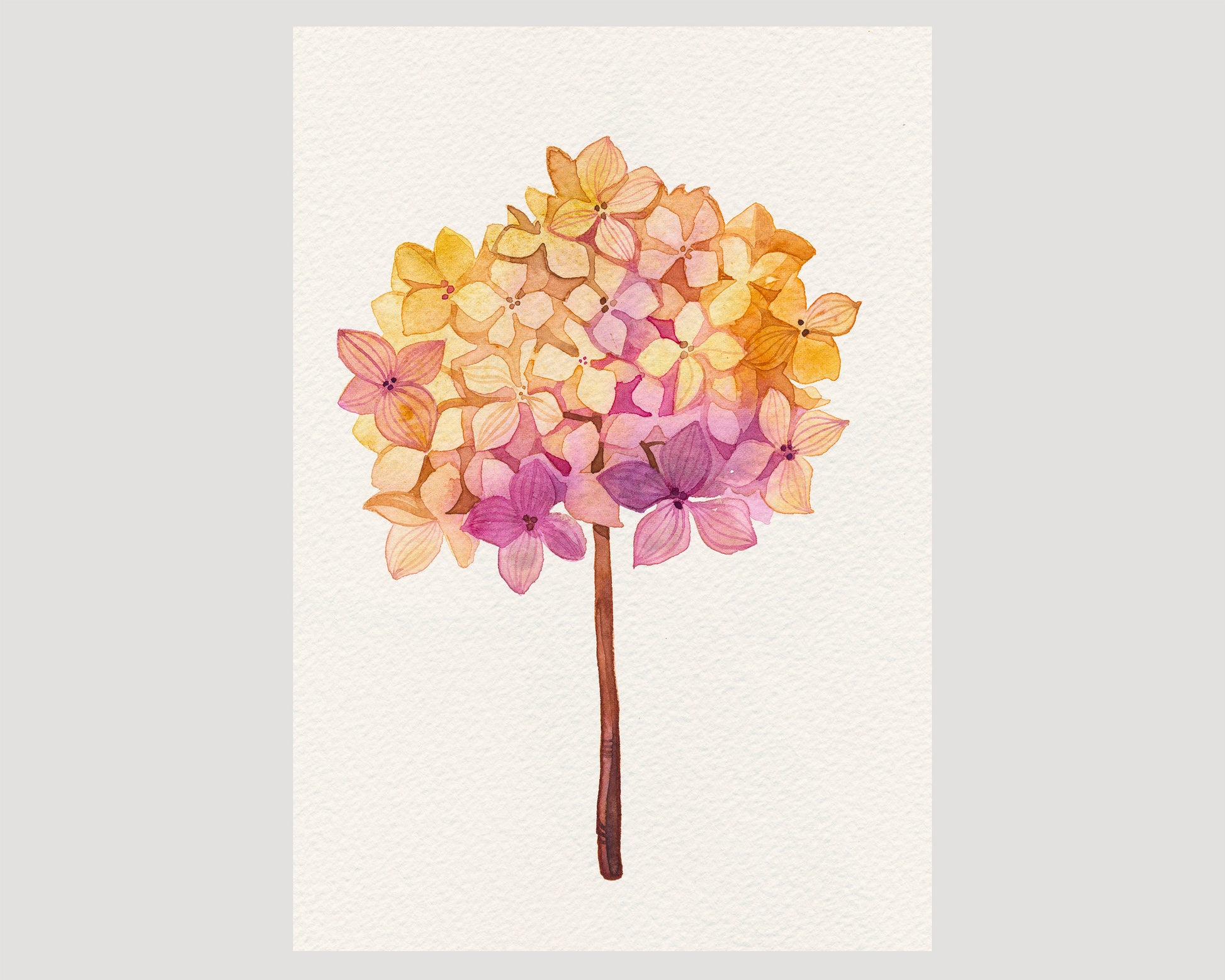 Pink hydrangea dried flower ball watercolor print