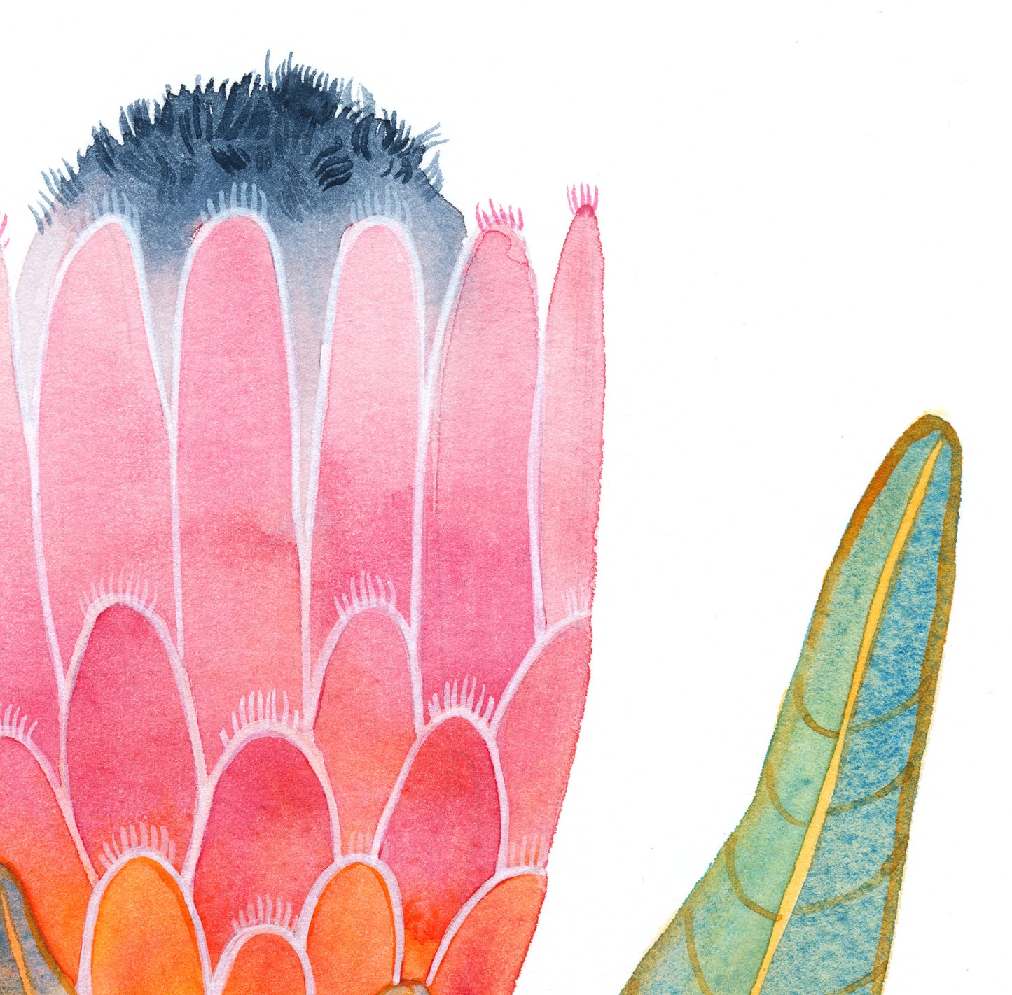Close up of pink King protea watercolor artwork